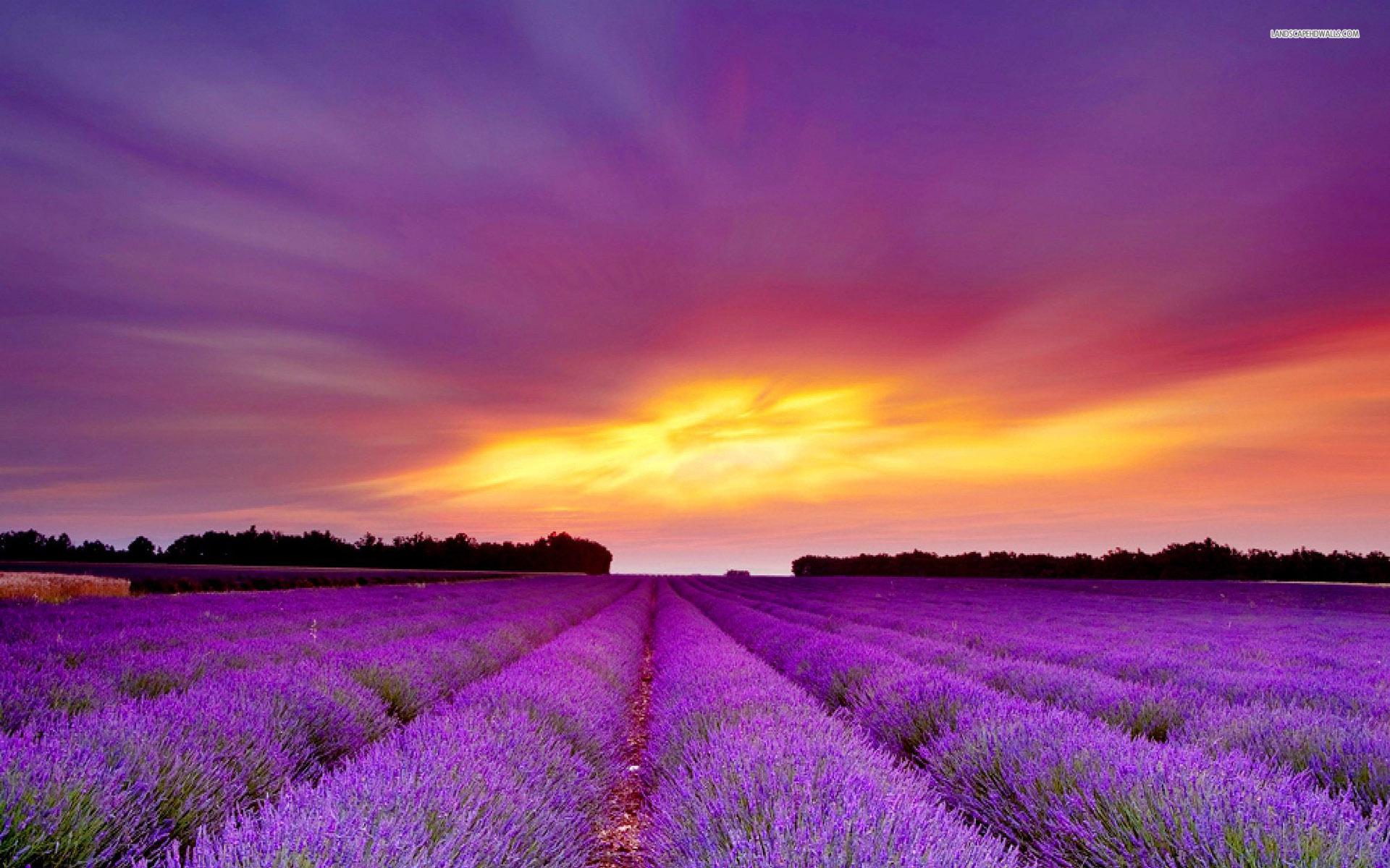 Lavender Field At Night Wallpapers