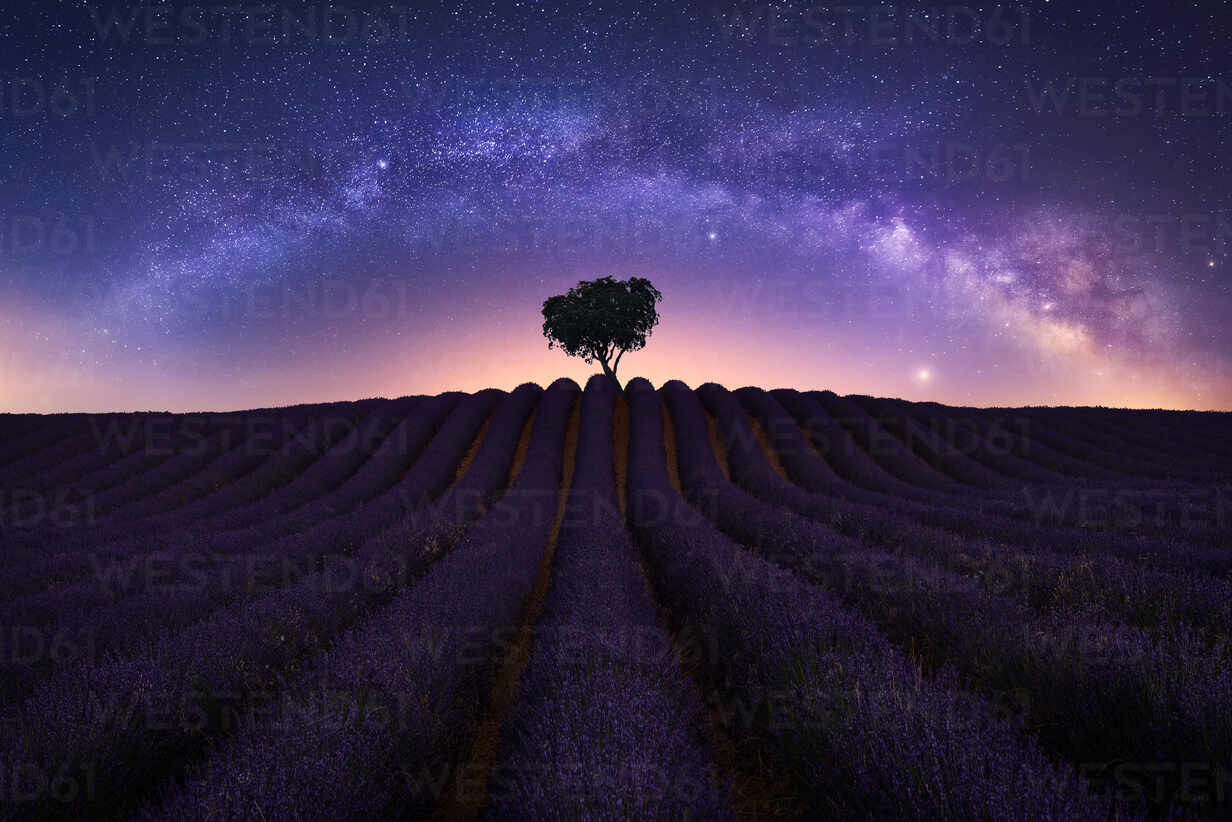 Lavender Field At Night Wallpapers