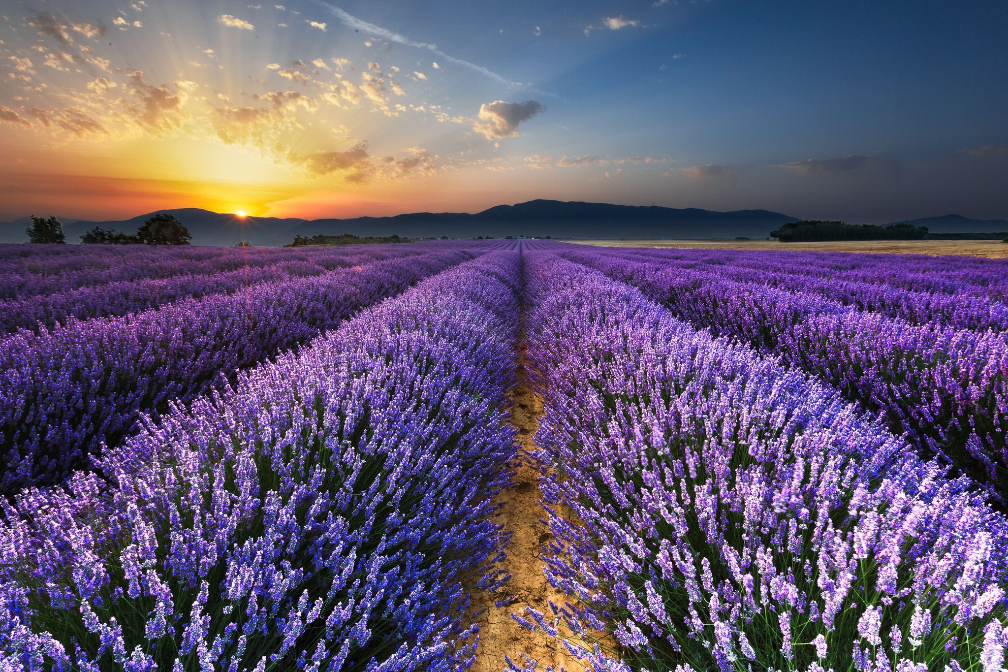 Lavender Field At Night Wallpapers