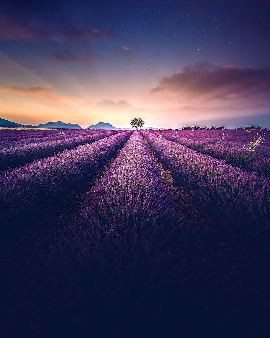 Lavender Field At Night Wallpapers