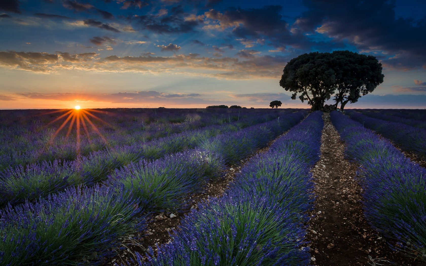 Lavender Field At Night Wallpapers