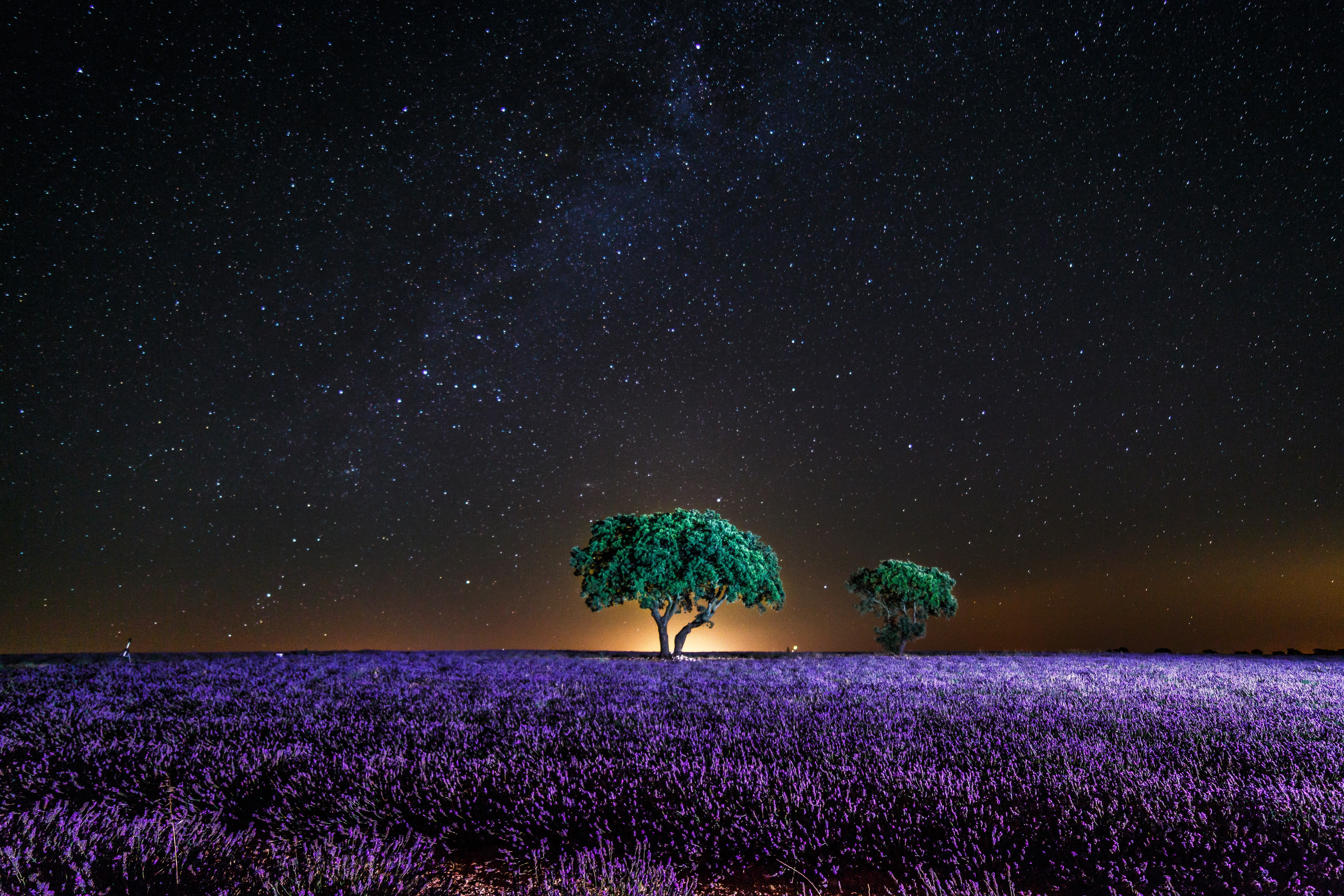 Lavender Field At Night Wallpapers