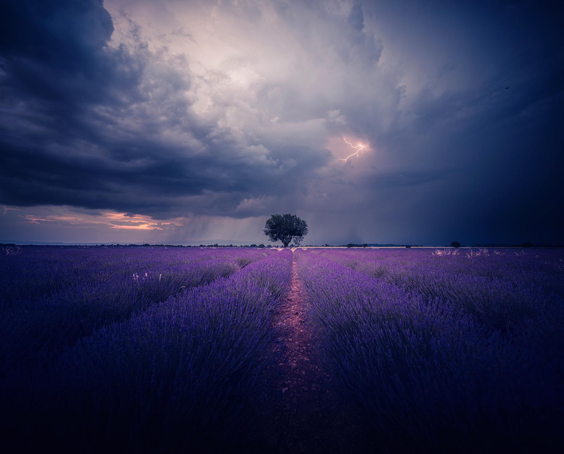 Lavender Field At Night Wallpapers