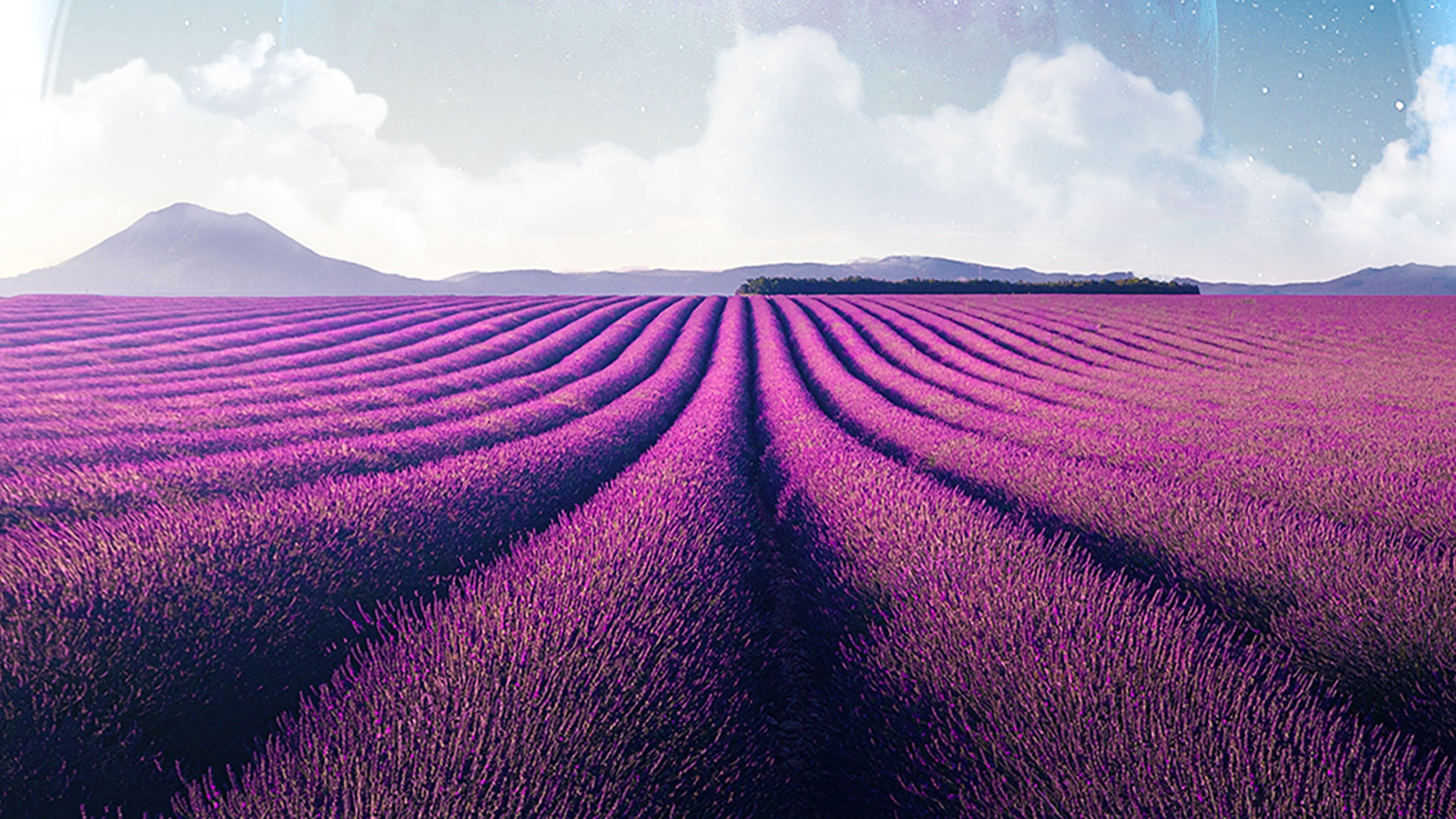 Lavender Field At Starry Night Wallpapers