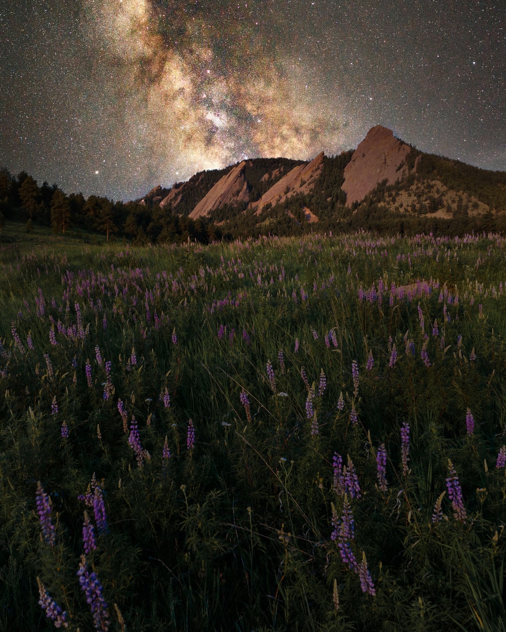 Lavender Field At Starry Night Wallpapers