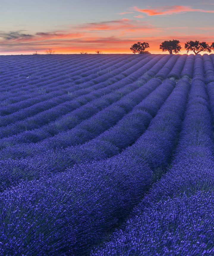 Lavender Field At Starry Night Wallpapers