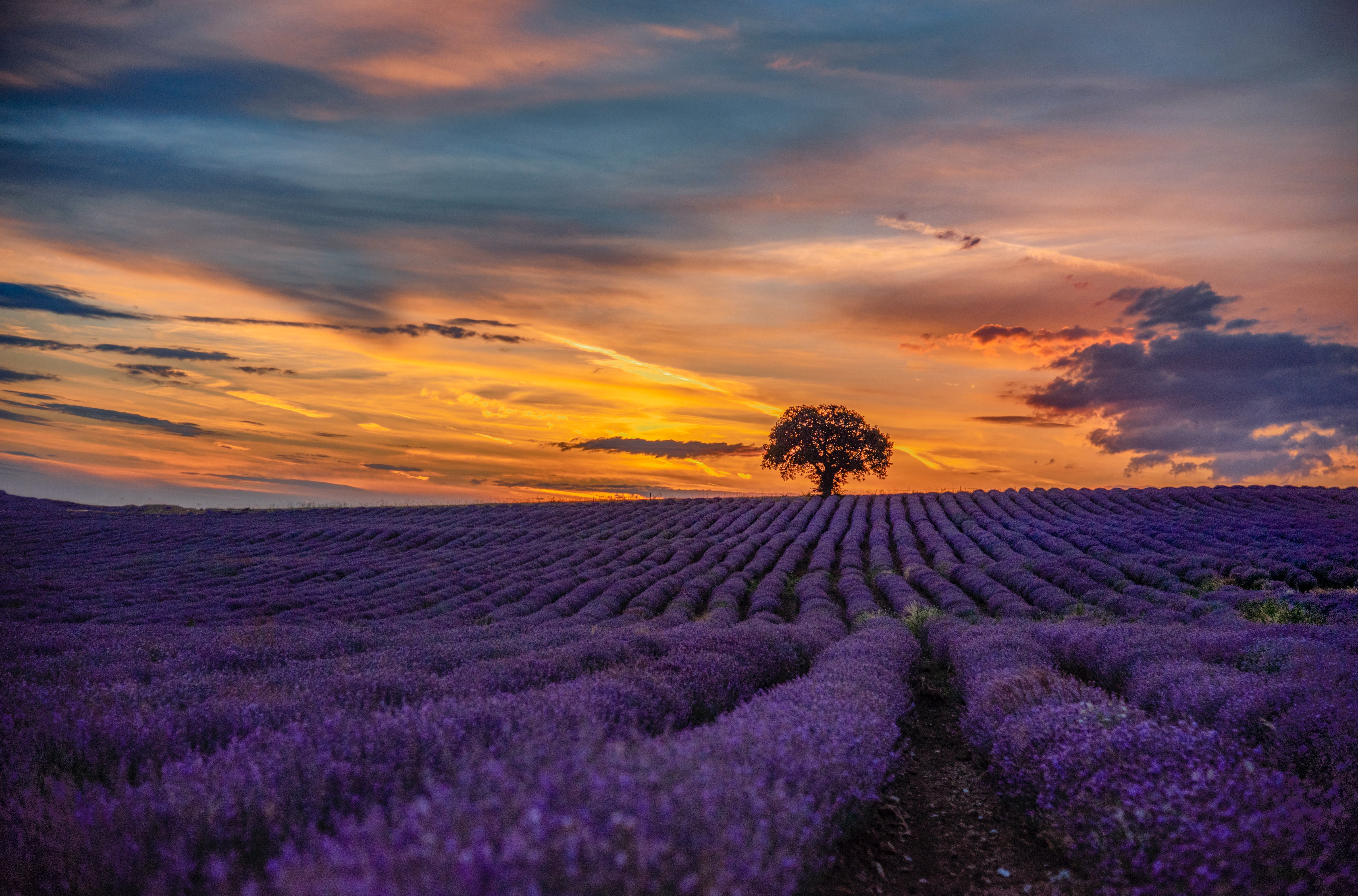 Lavender Field Wallpapers