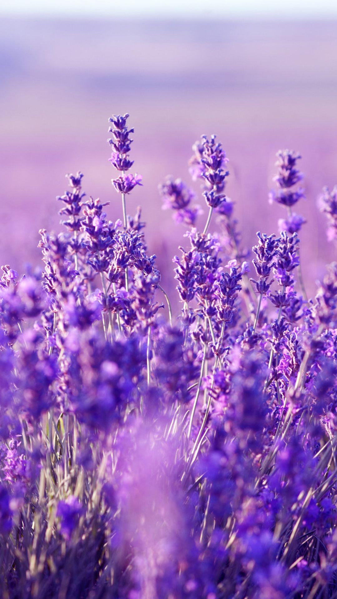 Lavender Field Wallpapers