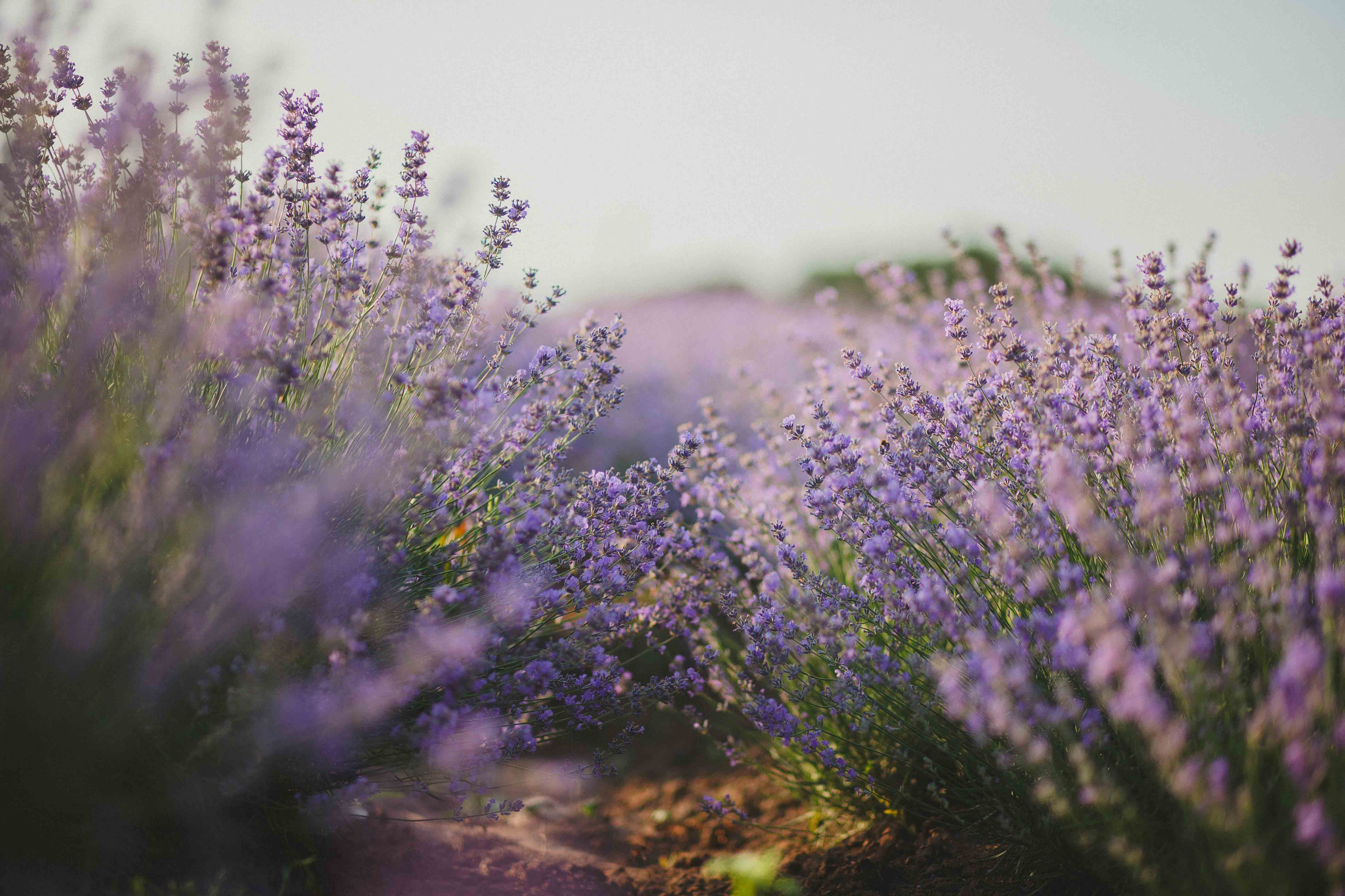 Lavender Field Wallpapers