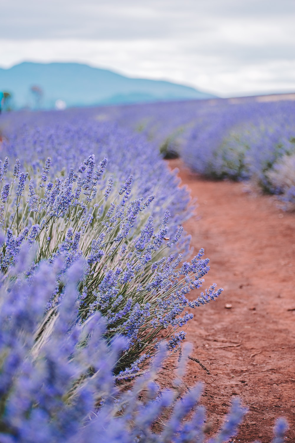 Lavender Field Wallpapers