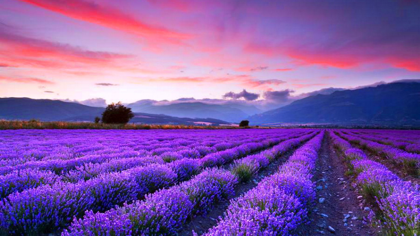 Lavender Field Wallpapers