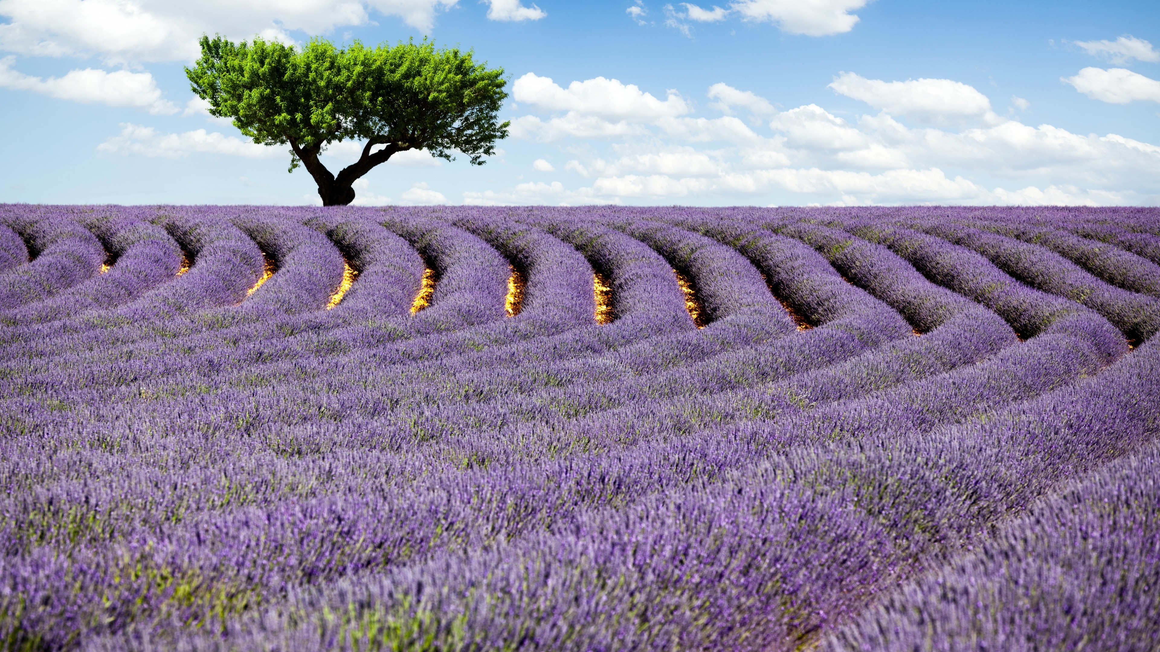 Lavender Field Wallpapers