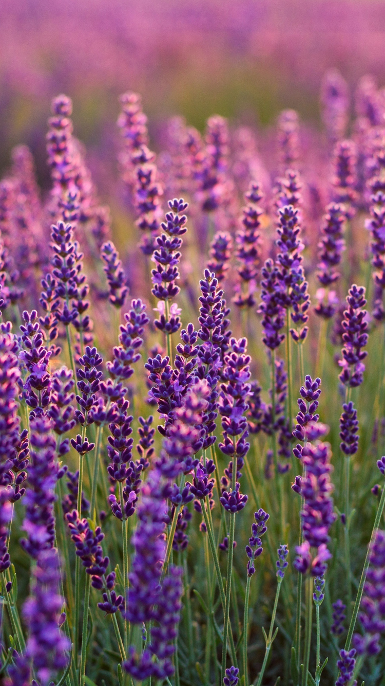 Lavender Field Wallpapers