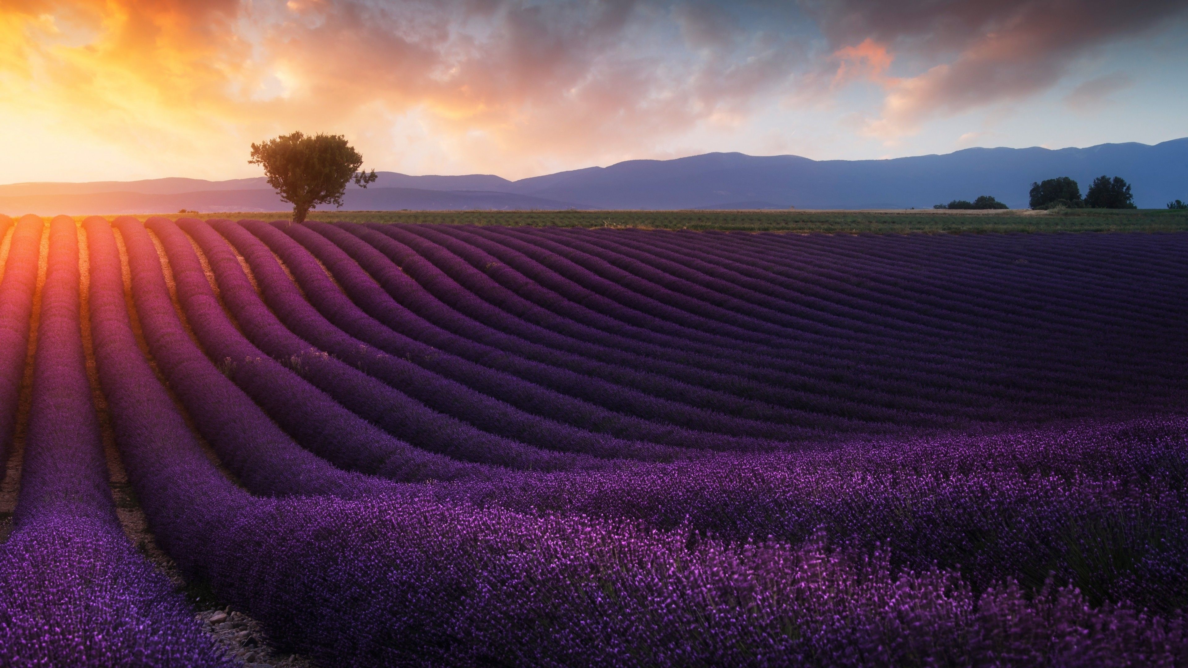 Lavender Field Wallpapers