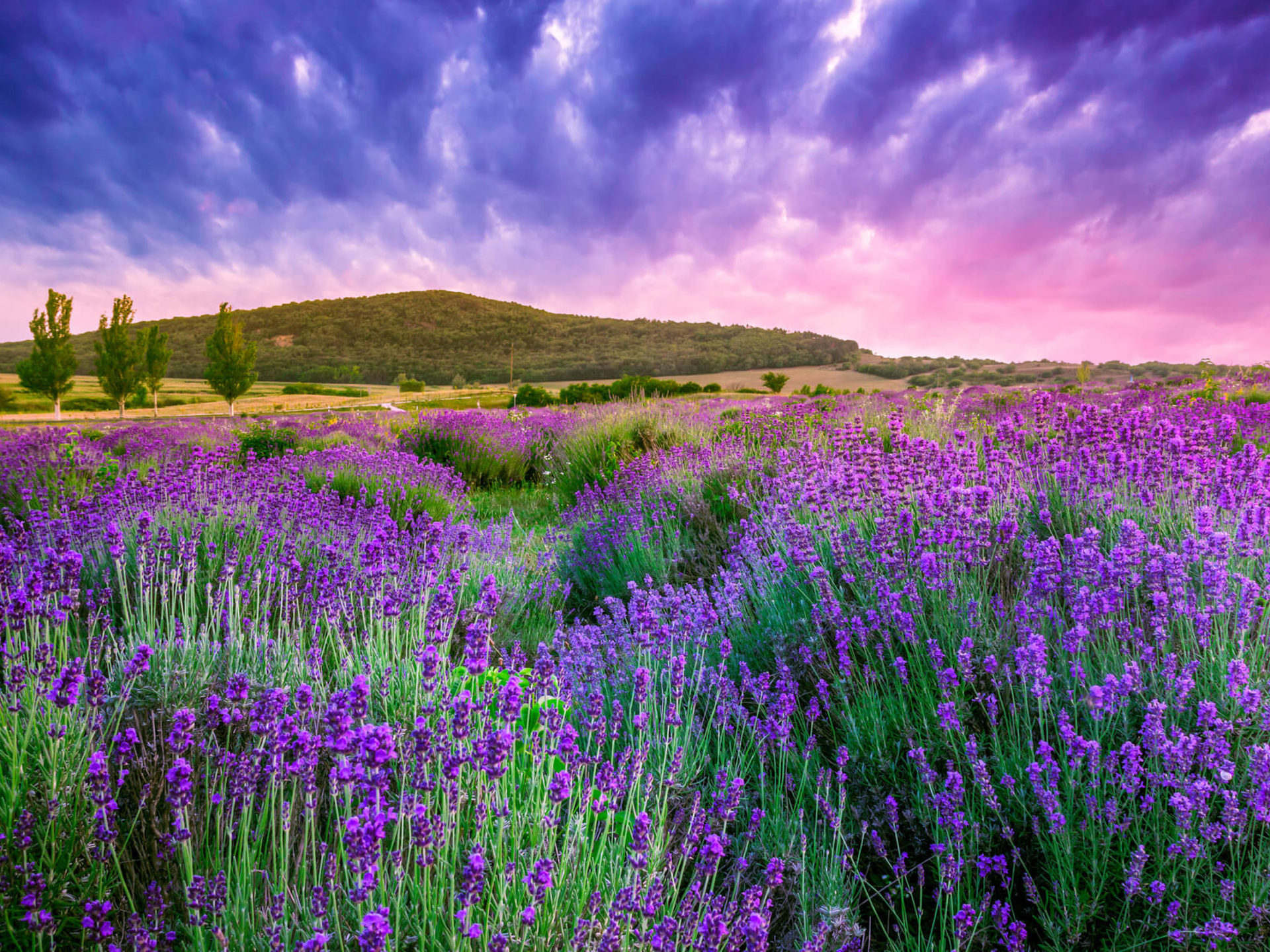 Lavender Field Wallpapers