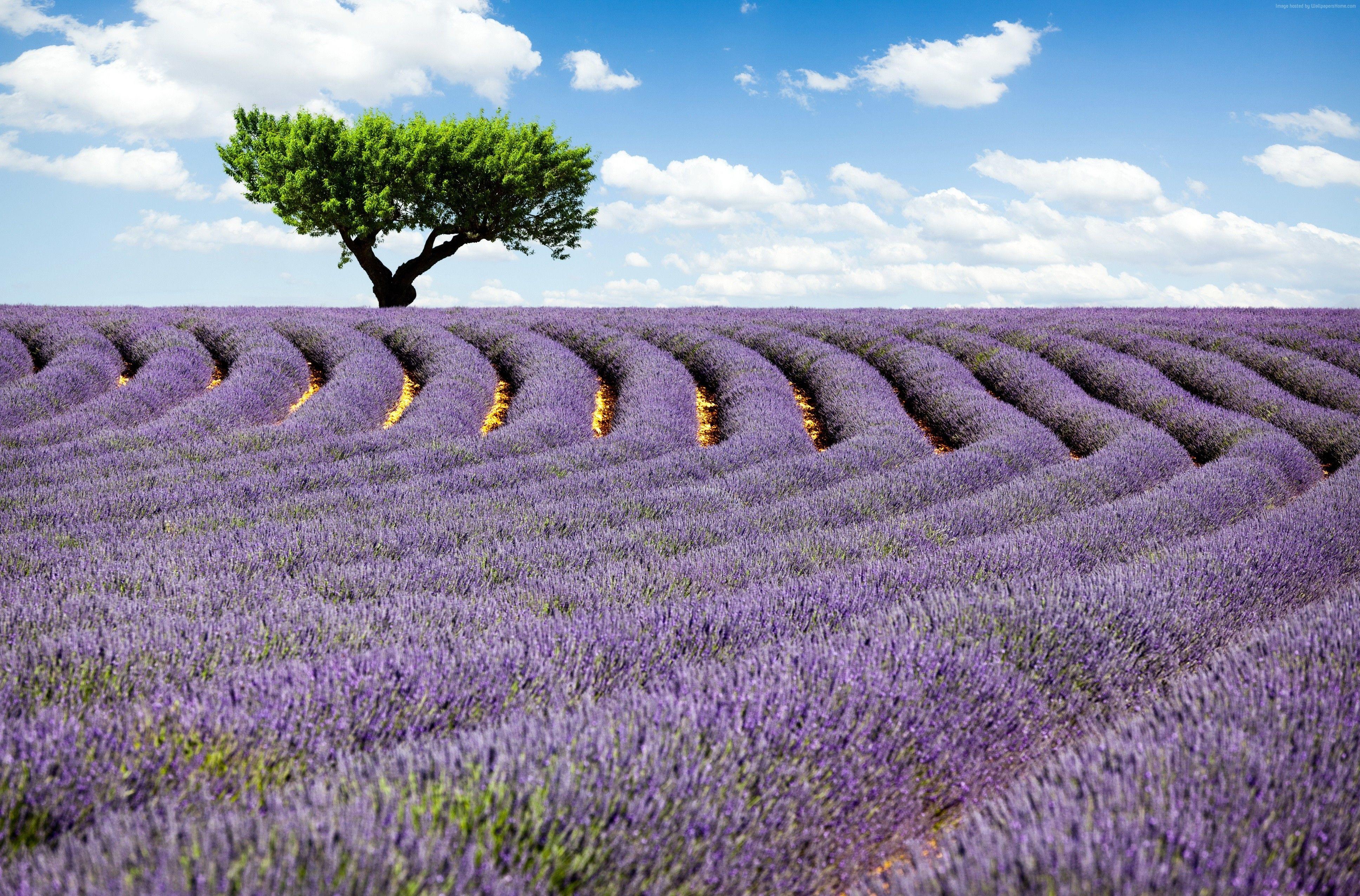 Lavender Field Wallpapers