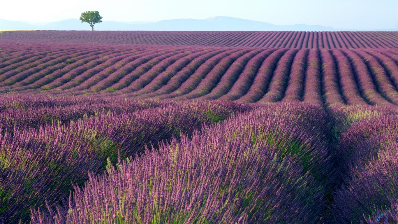 Lavender Field Wallpapers