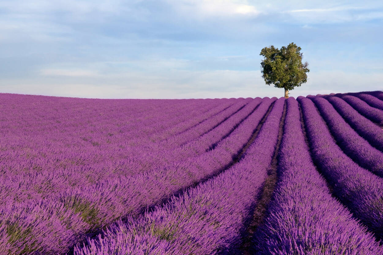 Lavender Field Wallpapers