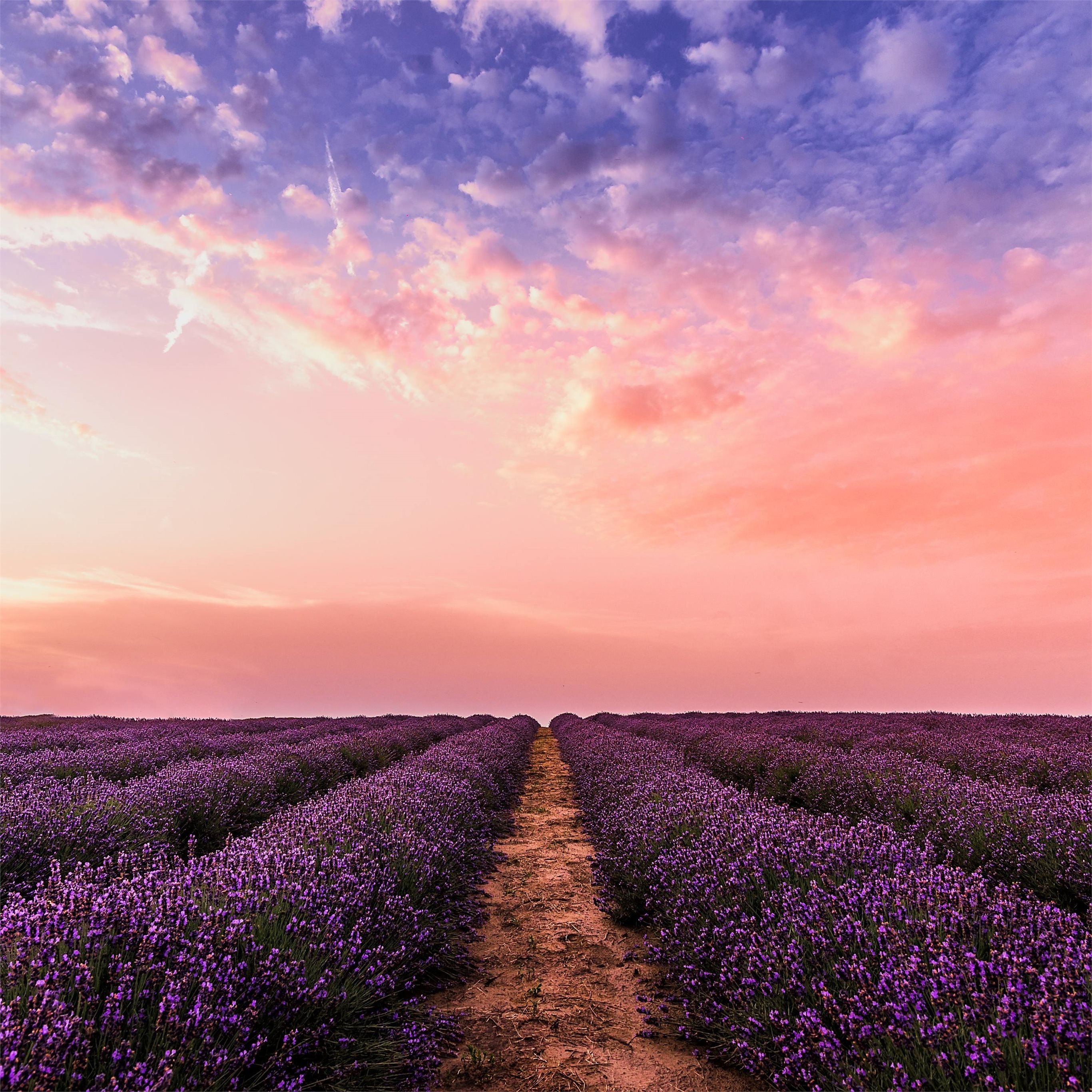 Lavender Field Wallpapers