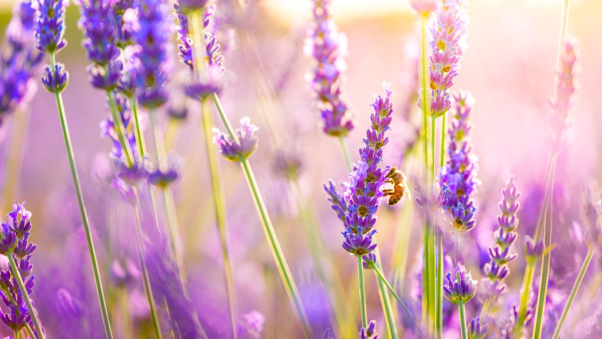 Lavender Field Wallpapers