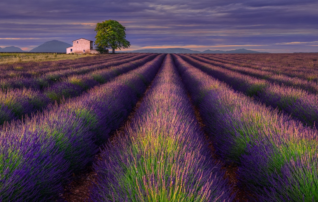 Lavender Field Wallpapers