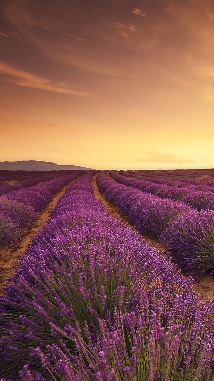 Lavender Field Wallpapers