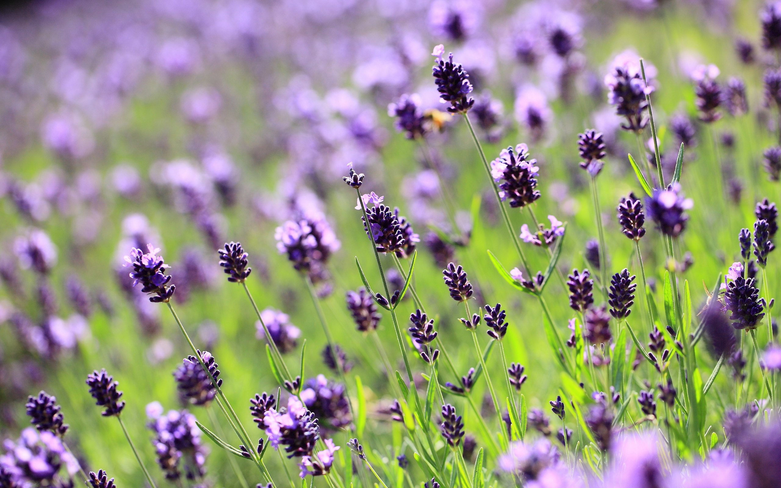 Lavender Field Wallpapers