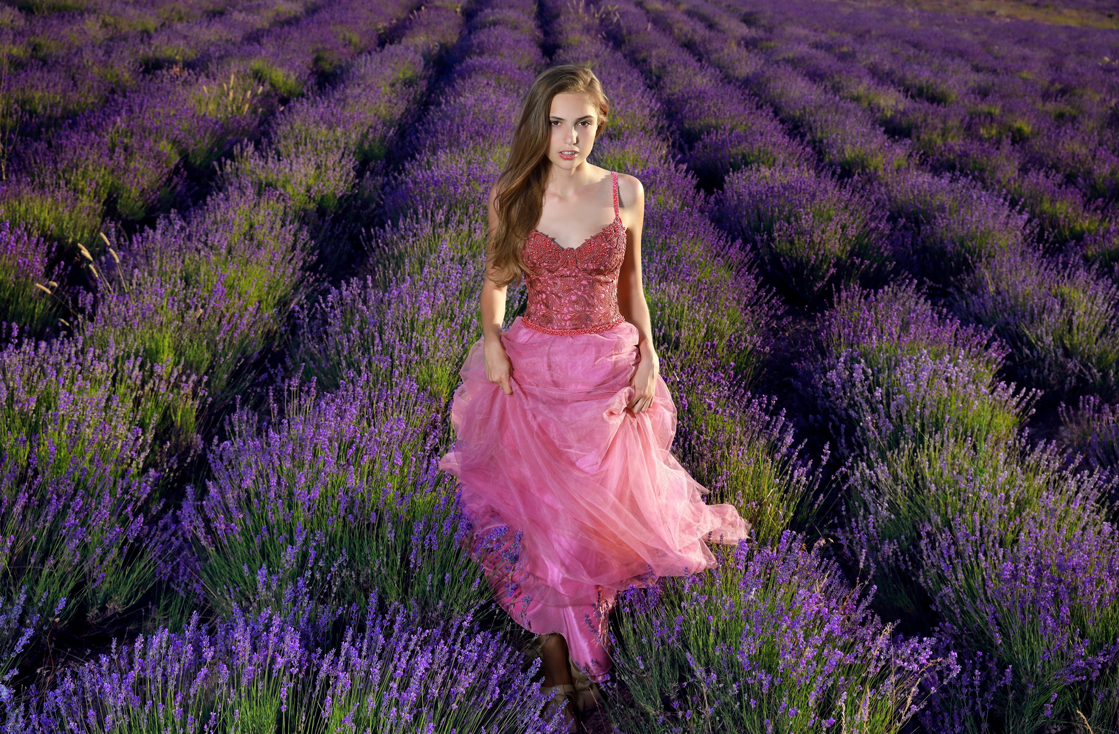 Lavender Field Wallpapers