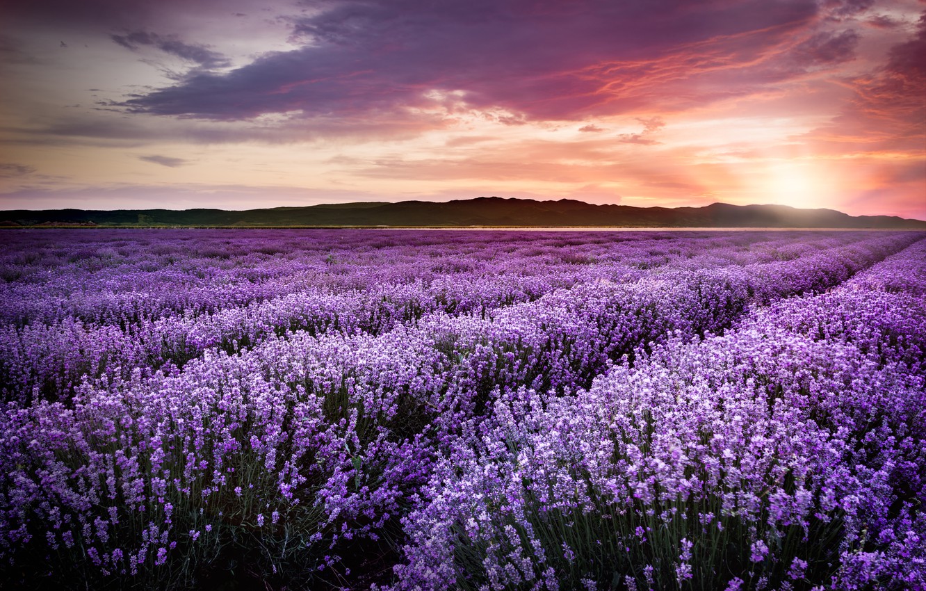 Lavender Field Wallpapers