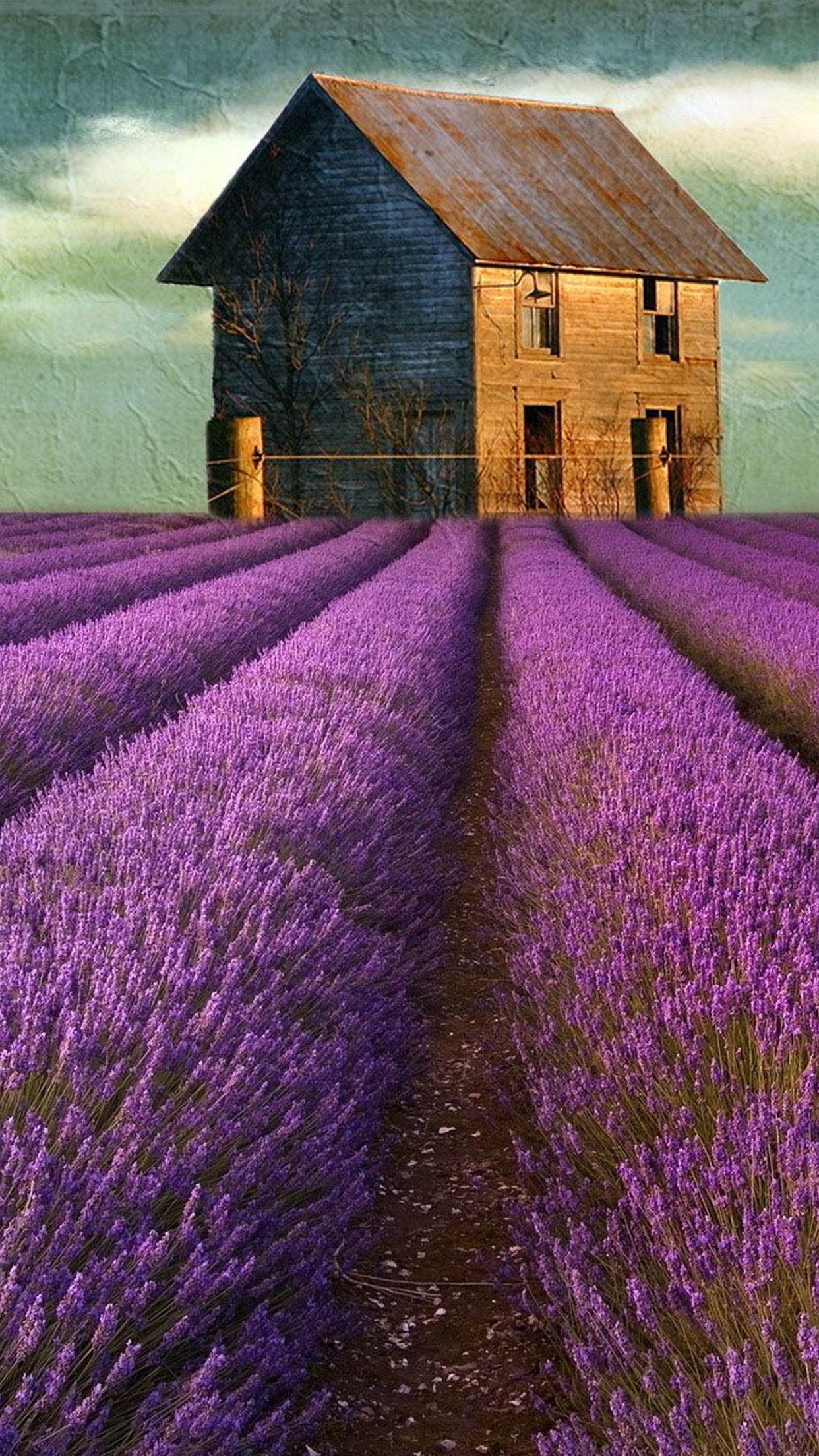 Lavender Field Wallpapers