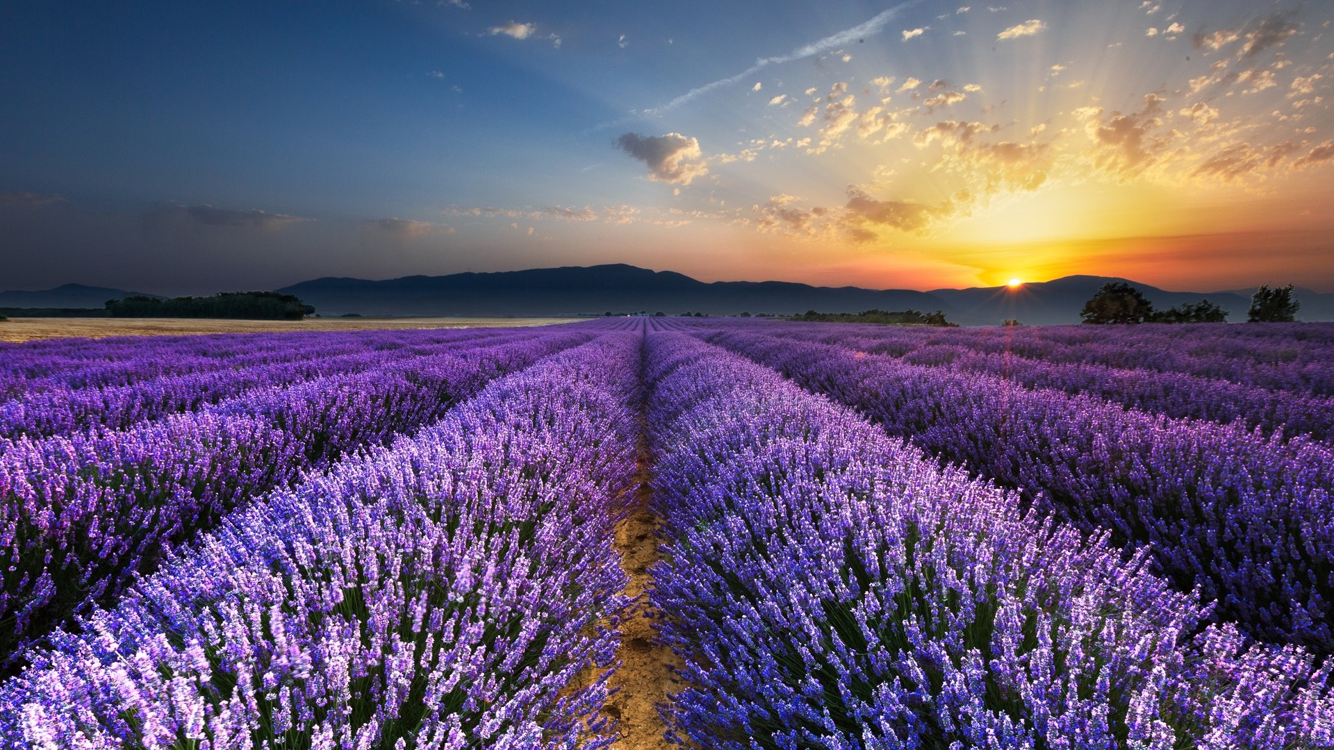 Lavender Field Wallpapers