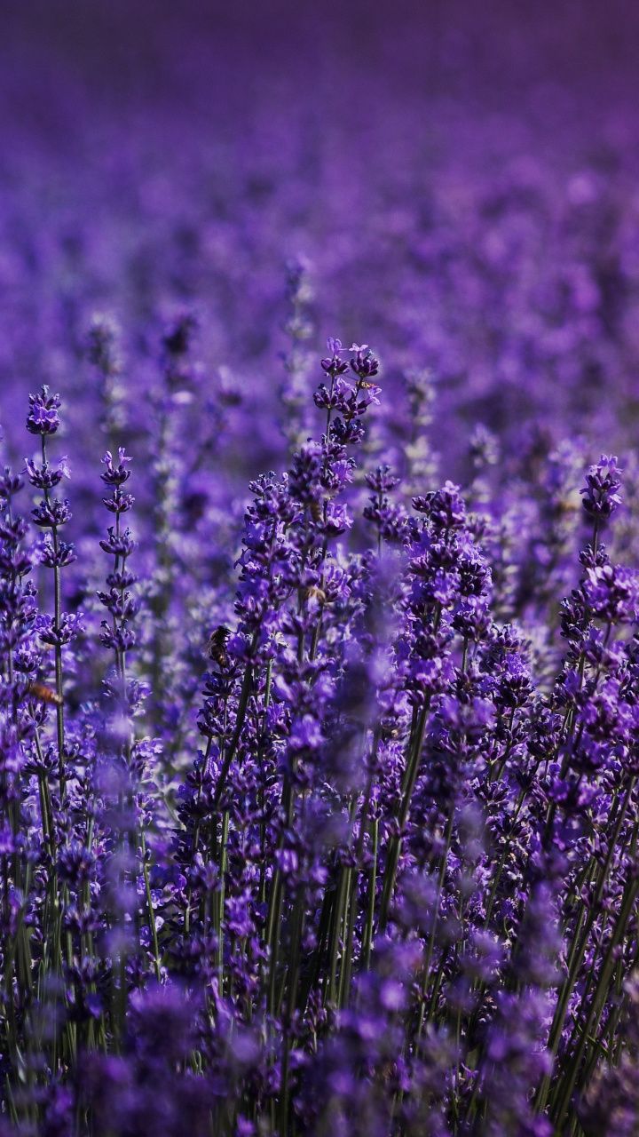 Lavender Field Wallpapers