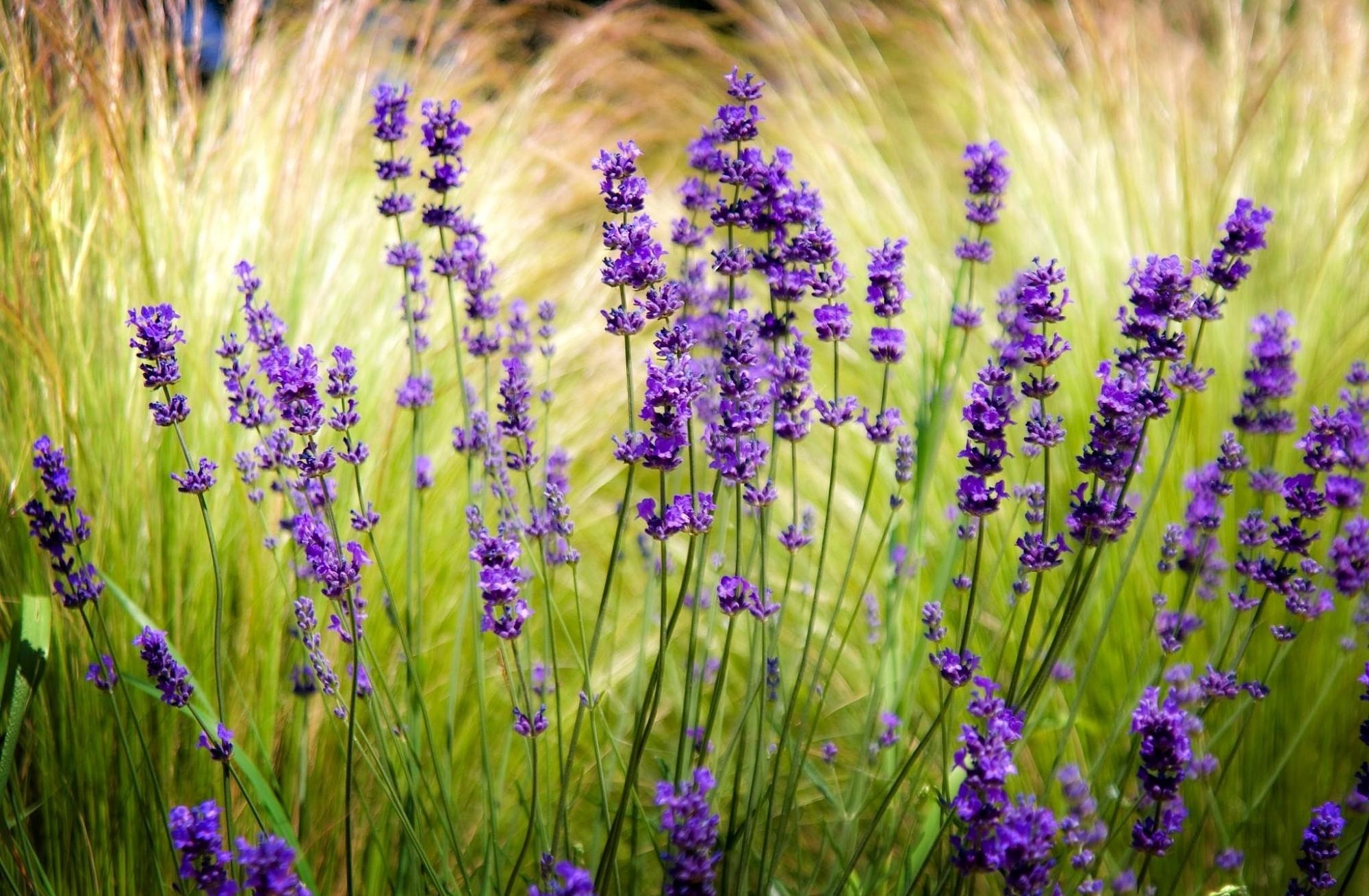 Lavender Field Wallpapers