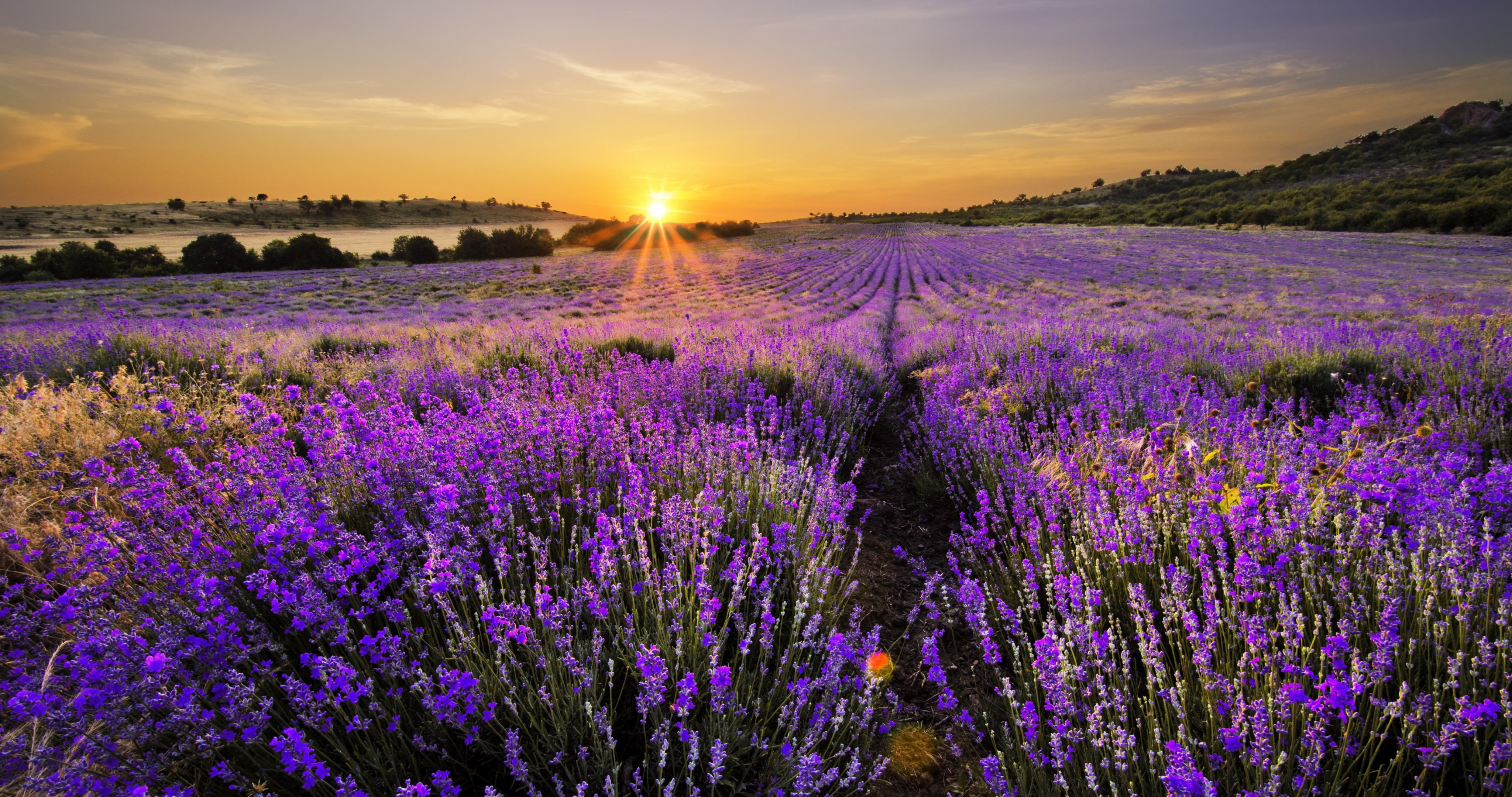 Lavender Field Wallpapers