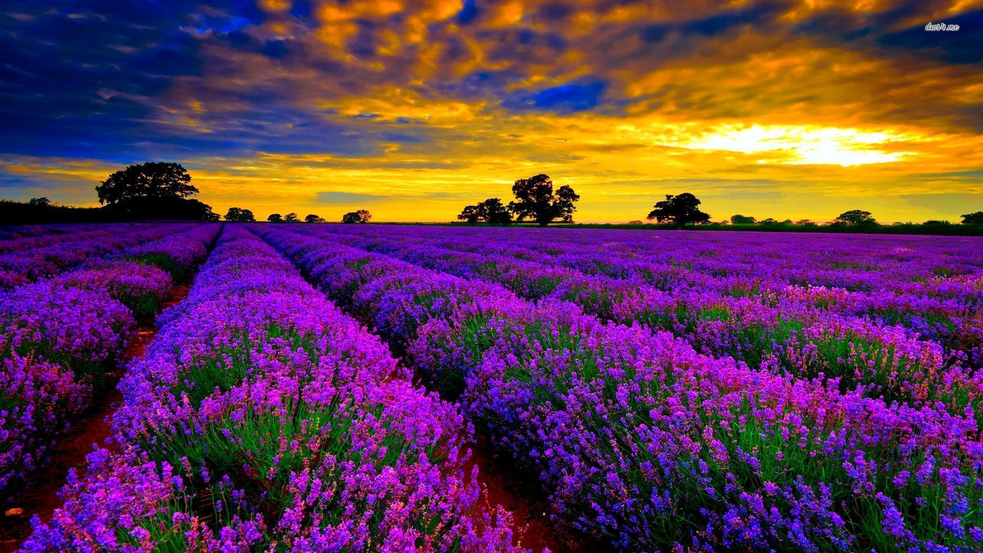 Lavender Field Wallpapers