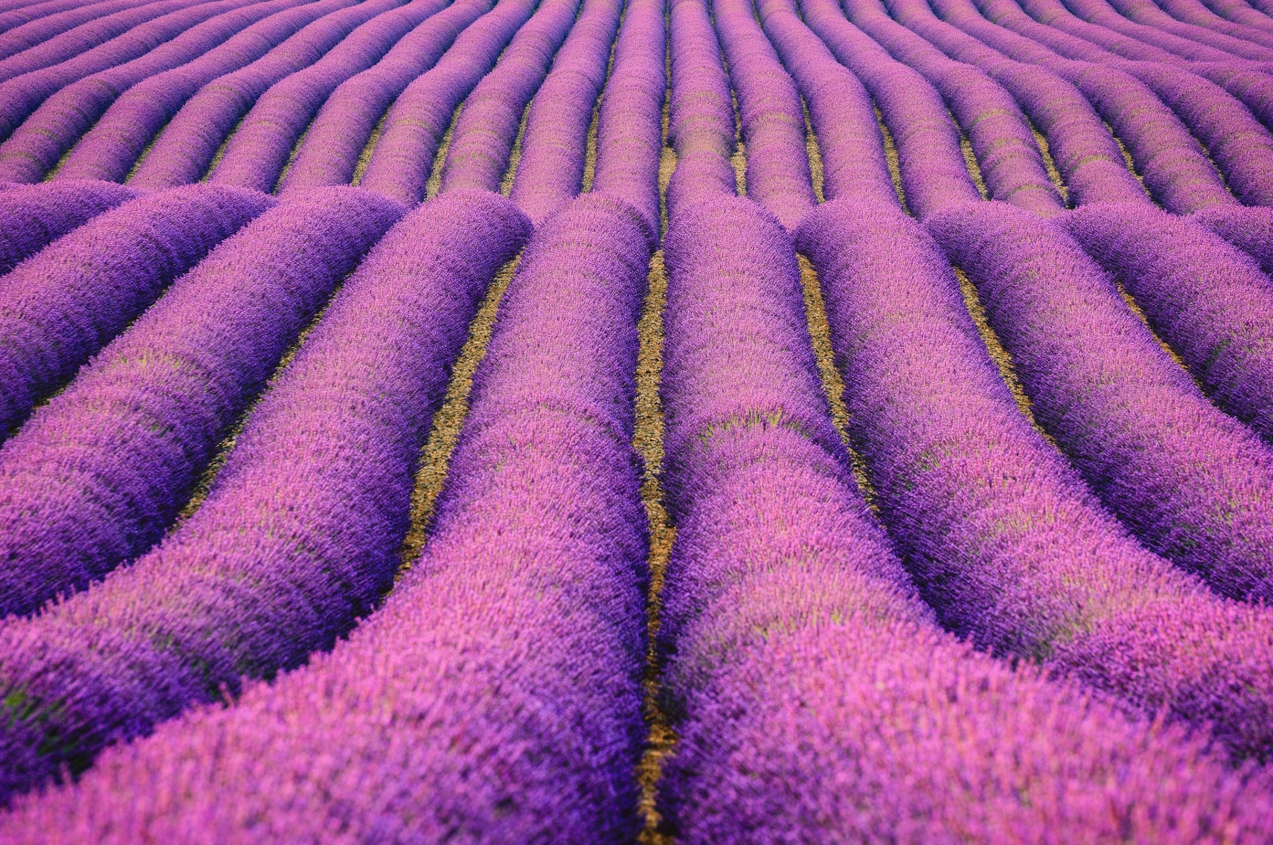 Lavender Field Wallpapers