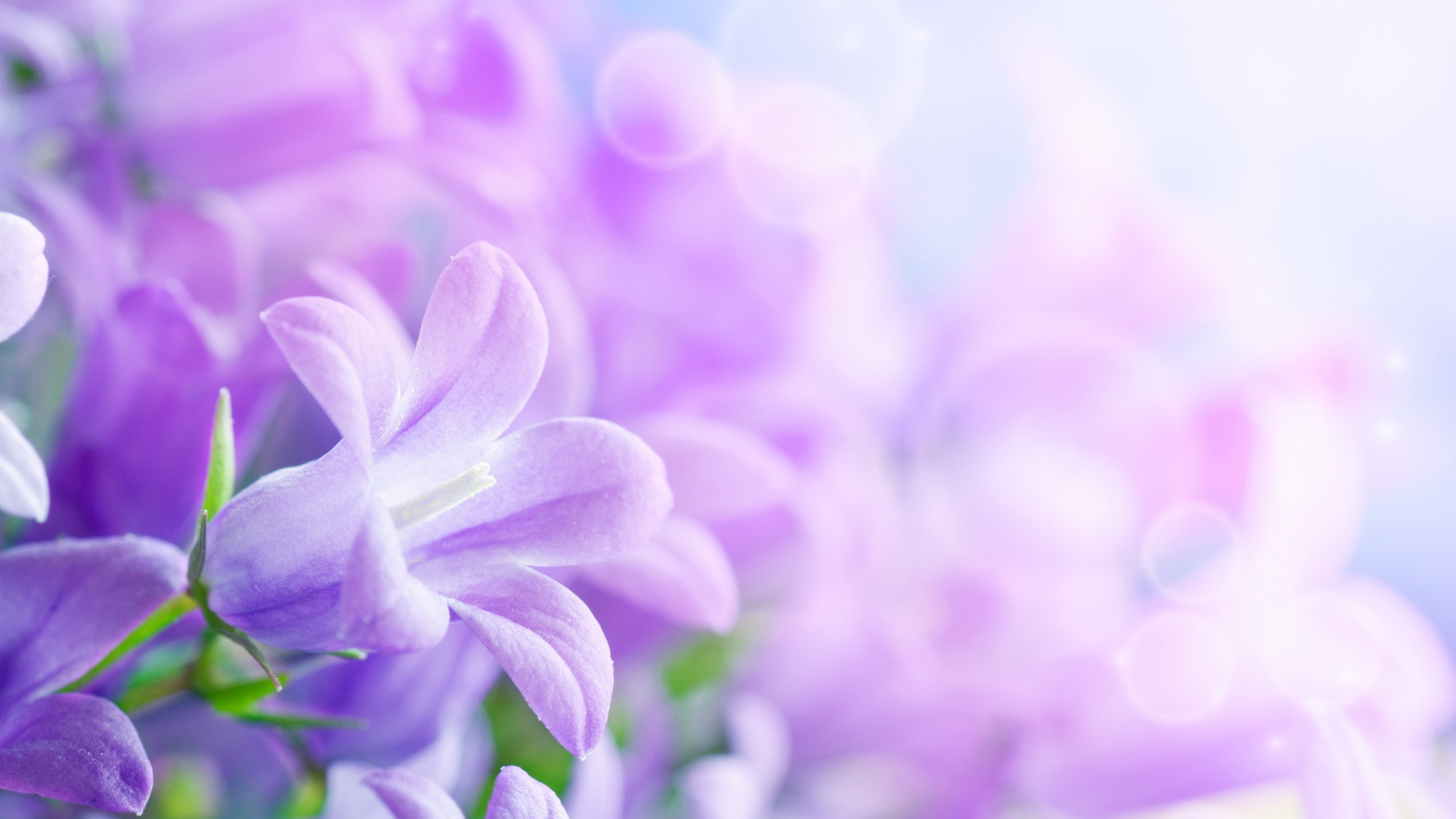 Lavender Flower Wallpapers