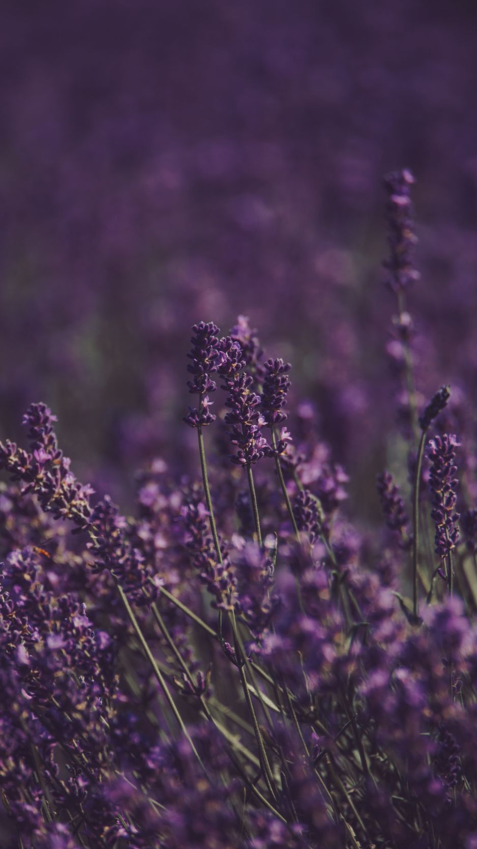 Lavender Flower Wallpapers