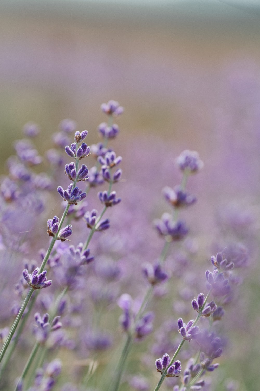 Lavender Flower Wallpapers