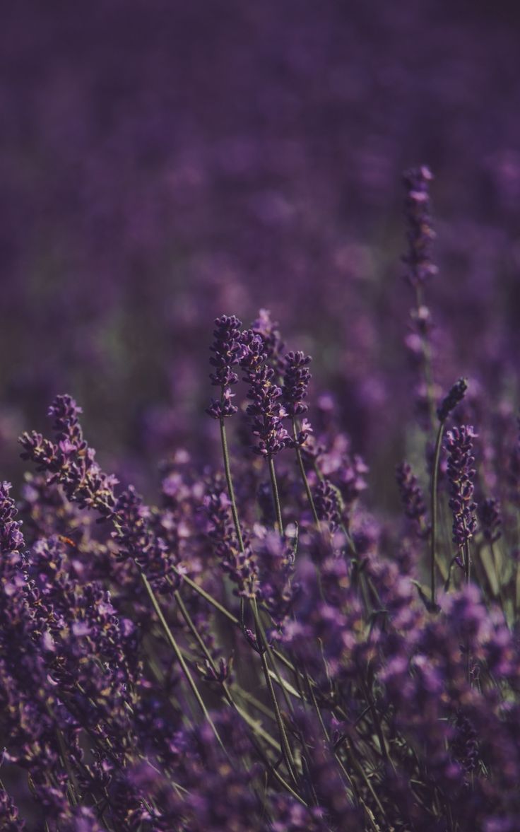 Lavender Flower Wallpapers