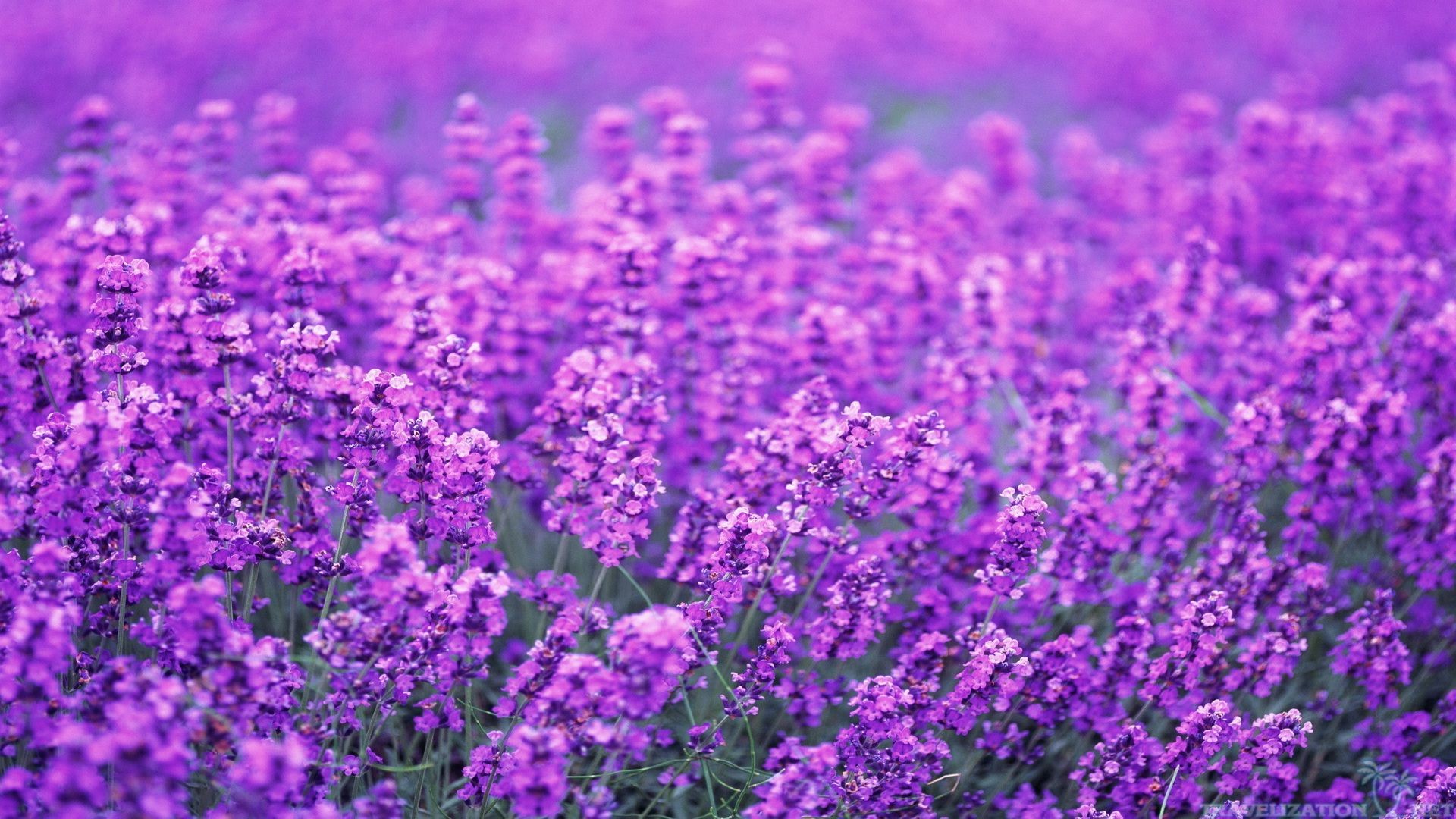 Lavender Flower Wallpapers