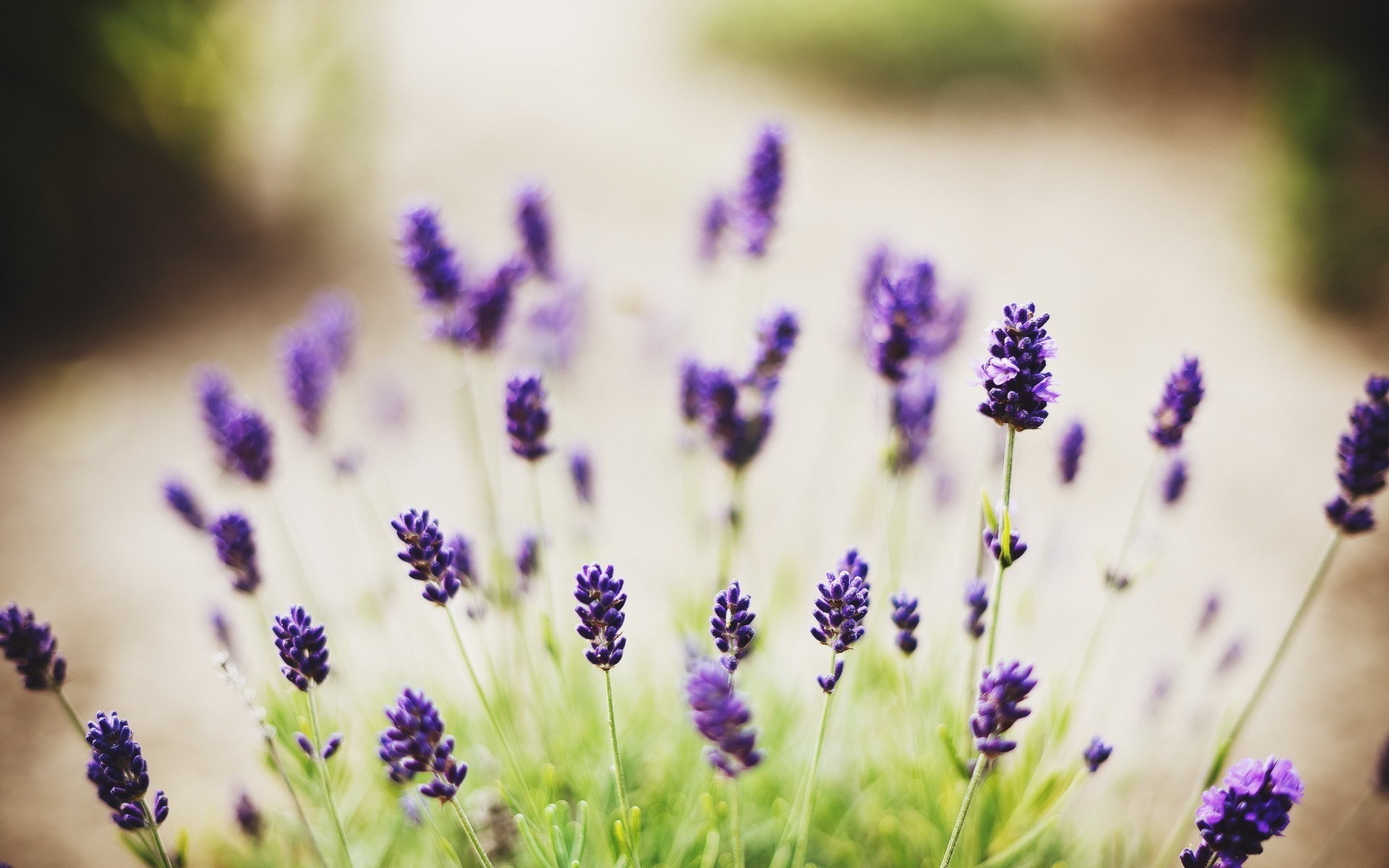 Lavender Flower Wallpapers