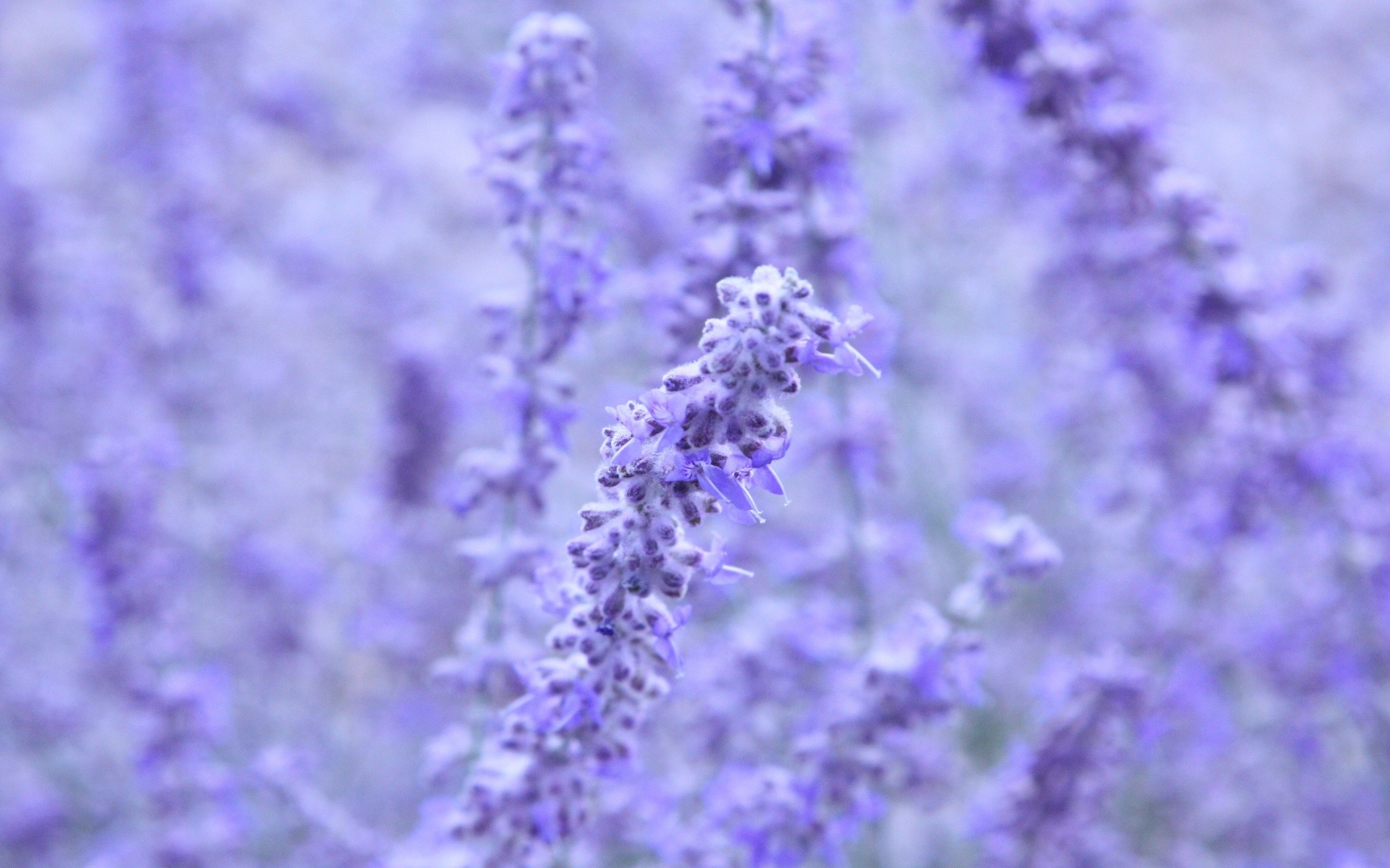 Lavender Flower Wallpapers