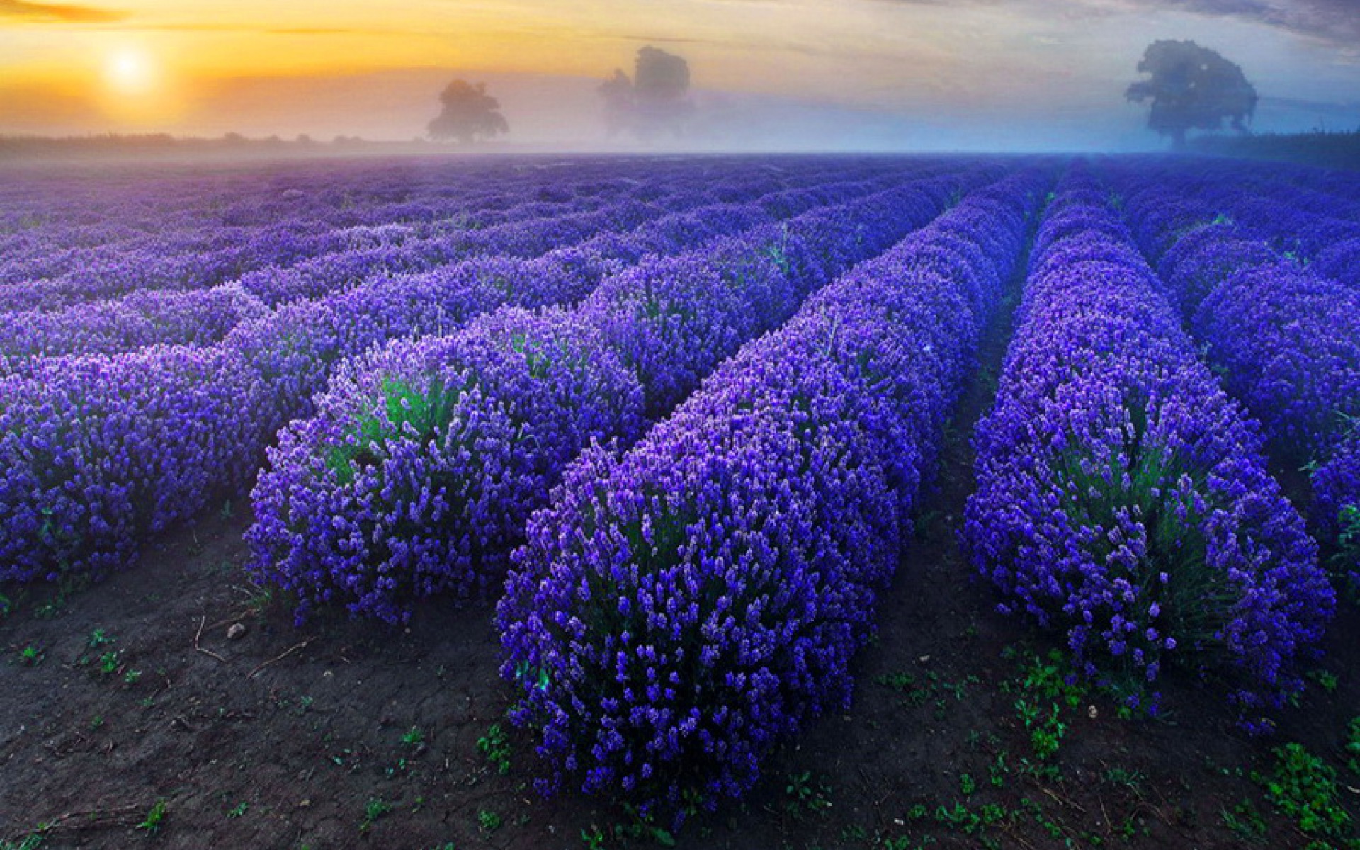 Lavender Flower Wallpapers