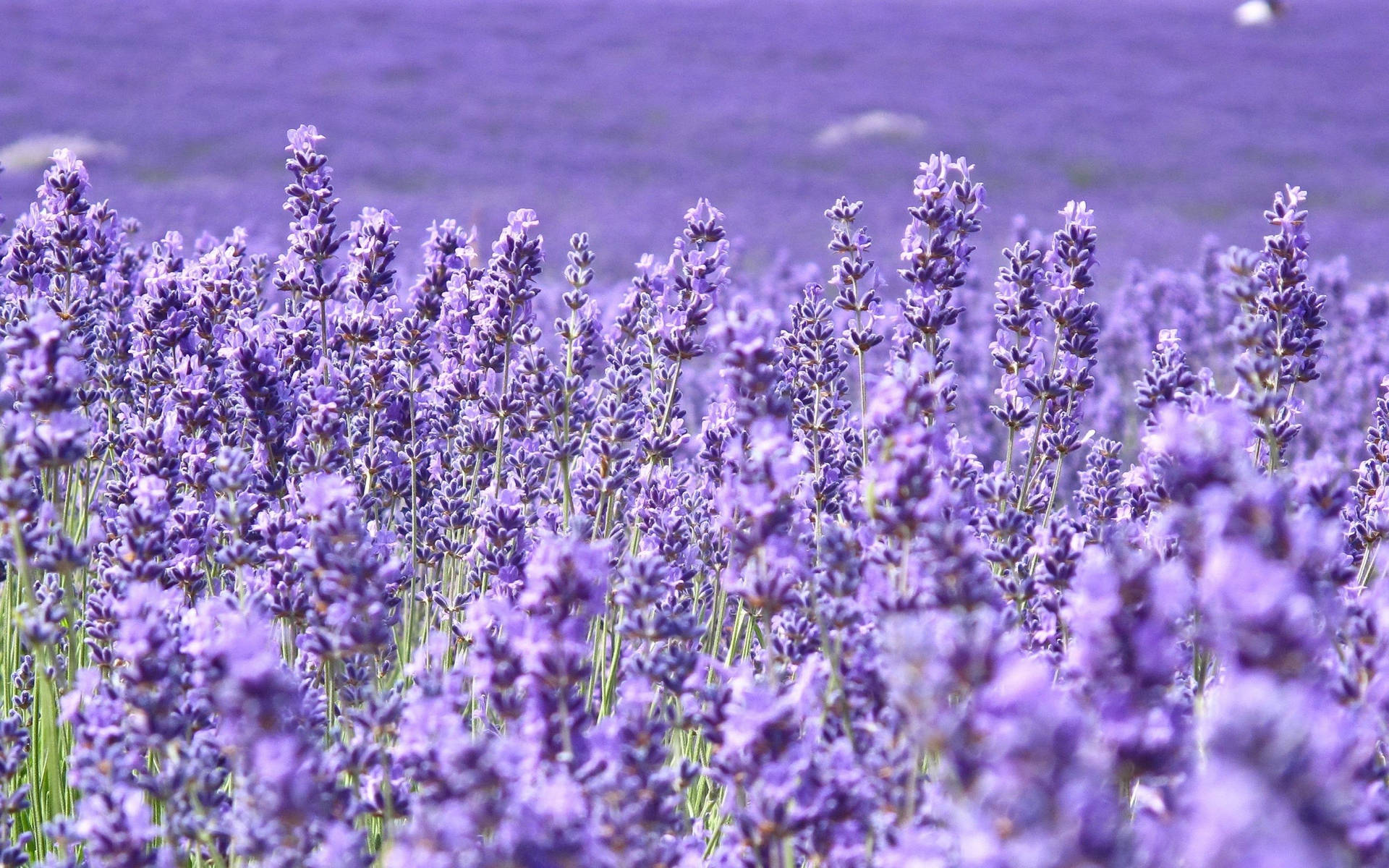 Lavender Flower Wallpapers