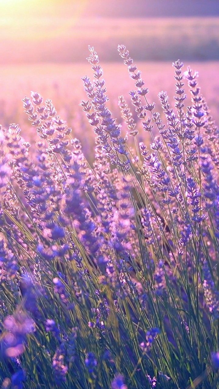 Lavender Flower Wallpapers