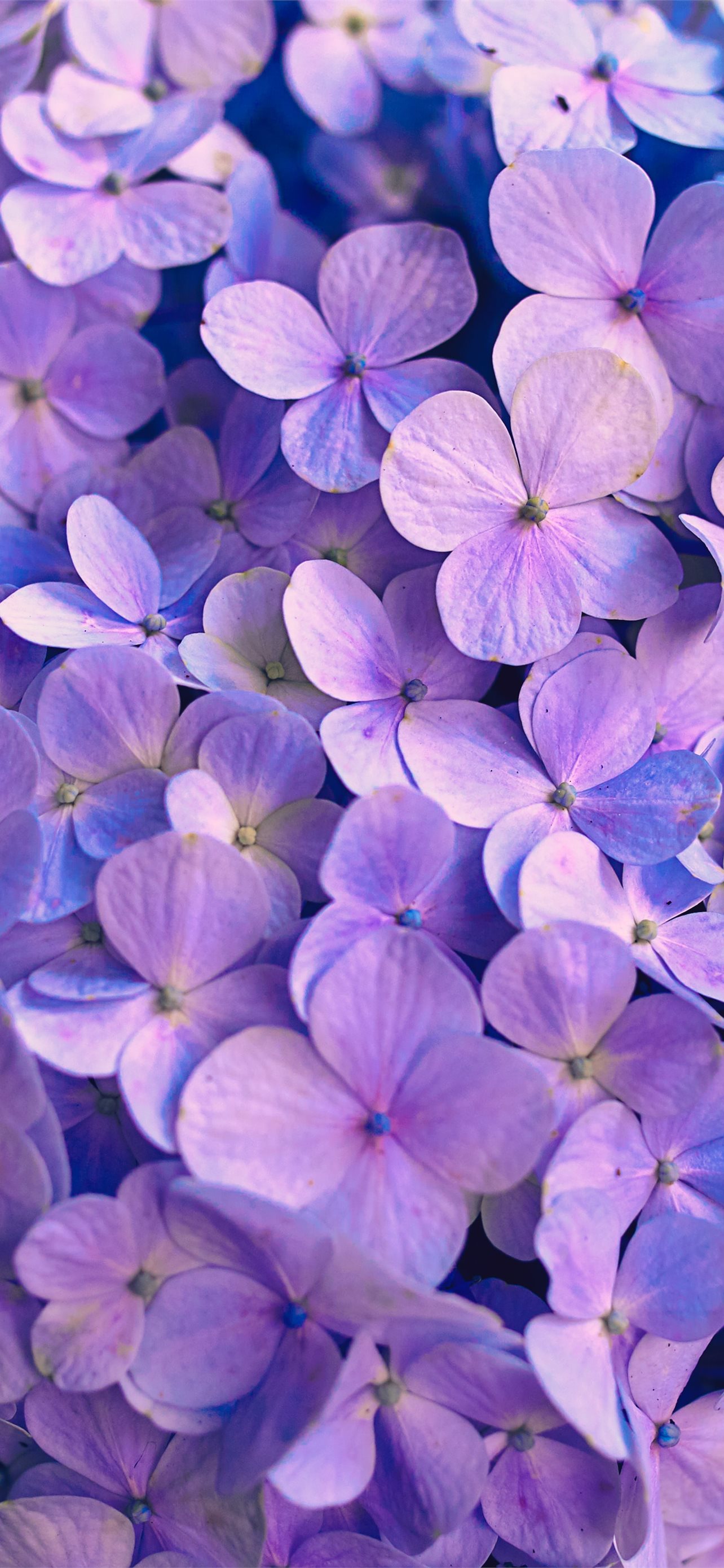 Lavender Flower Wallpapers