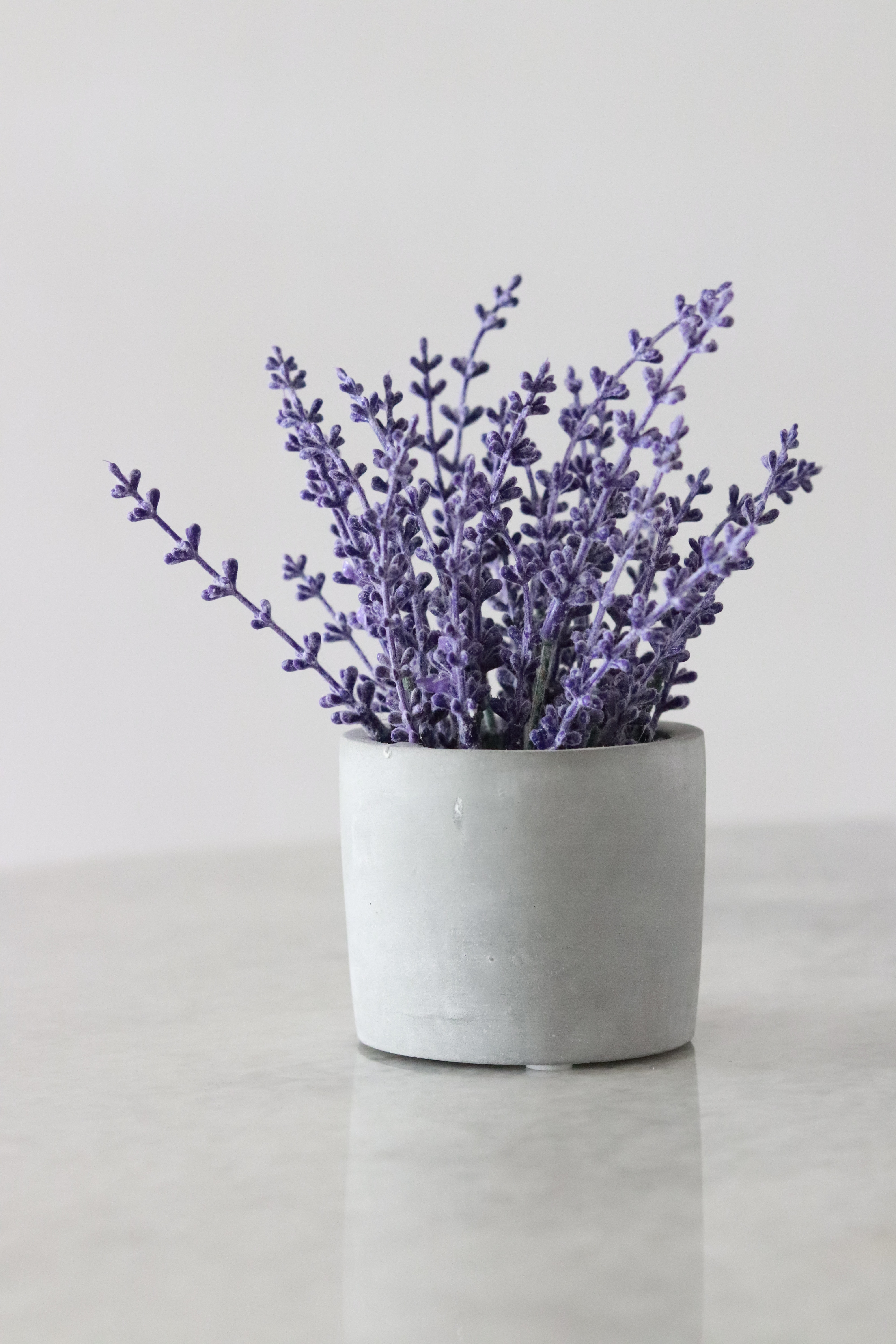 Lavender Flower Wallpapers