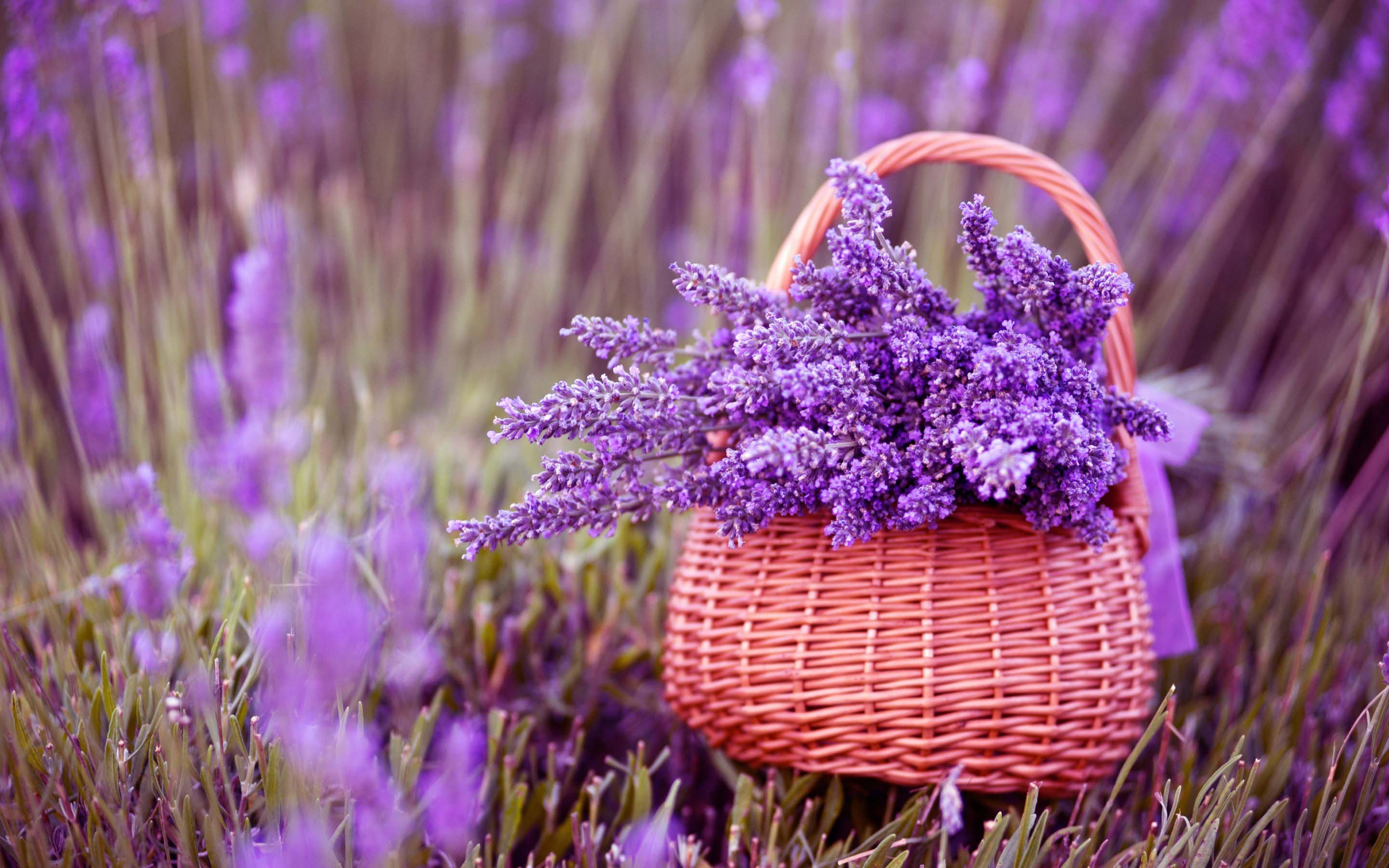 Lavender Flower Wallpapers