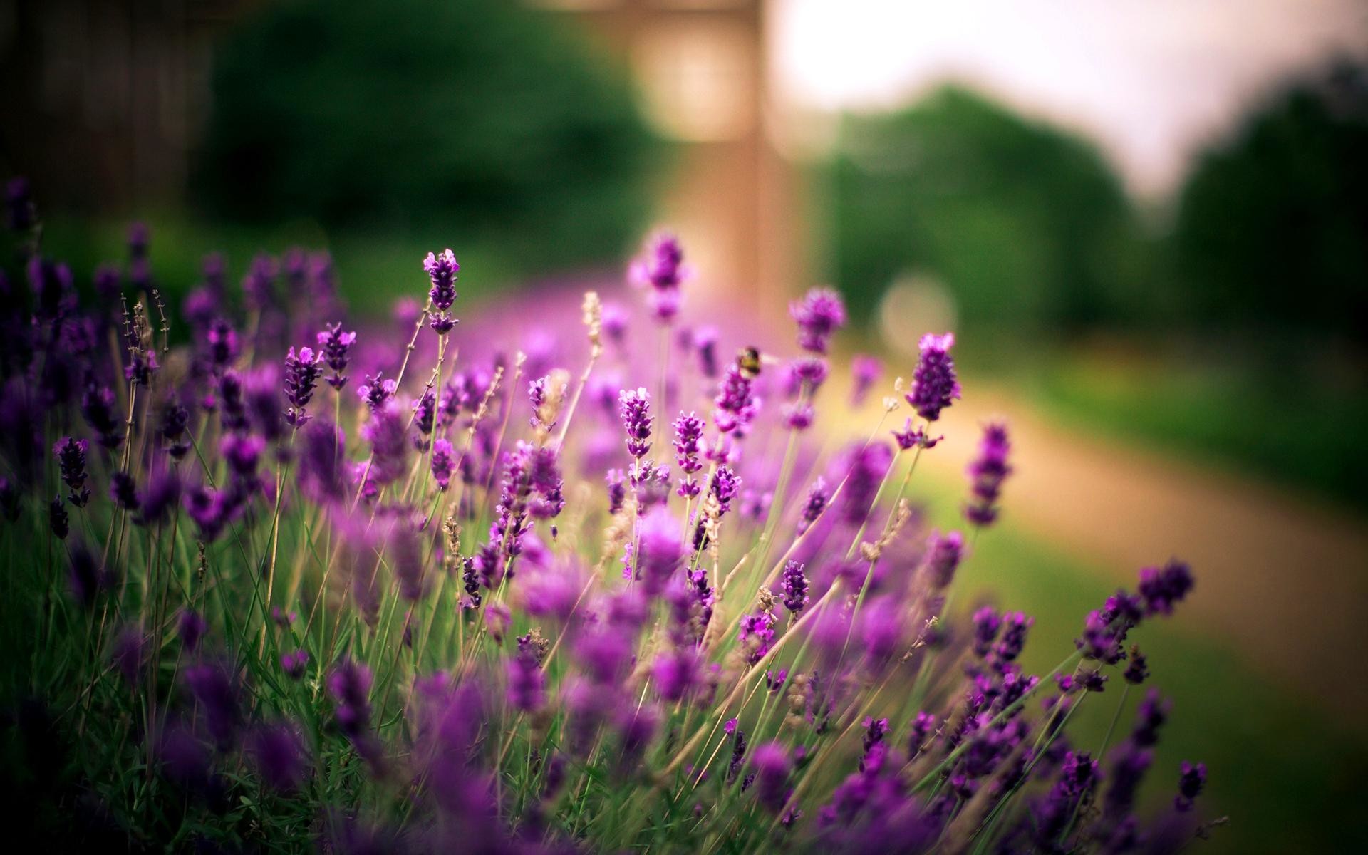 Lavender Flower Wallpapers